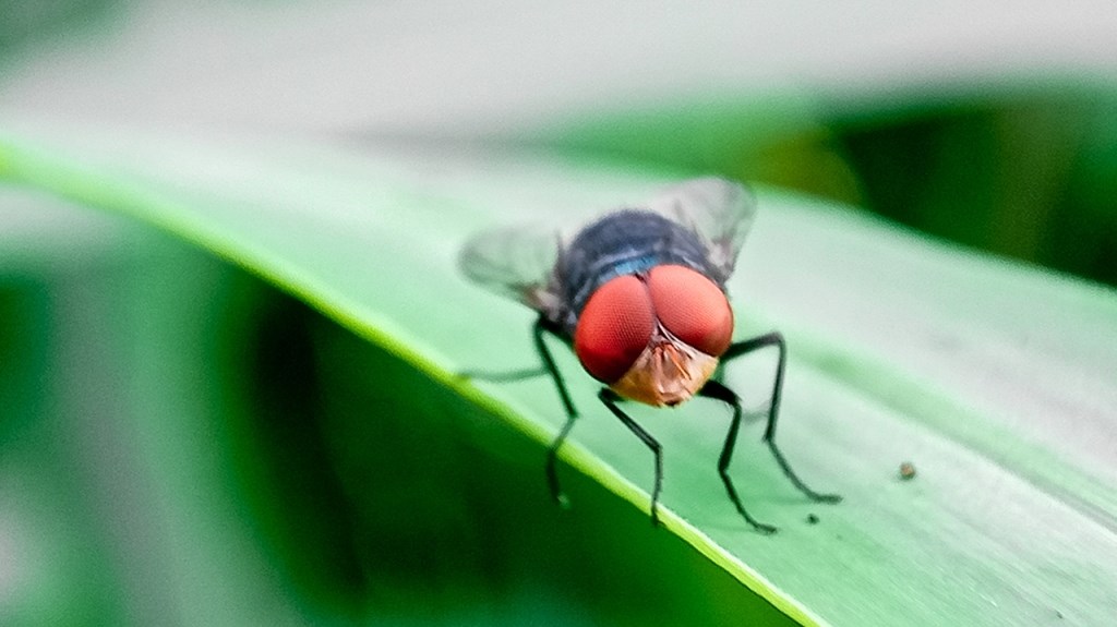 Cochliomyia homnivorax