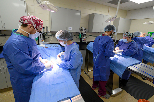 A veterinarian teaches the spay technique to a group of vet students