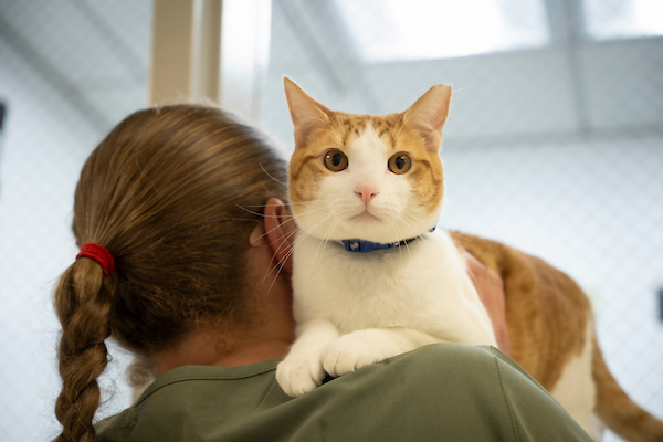 Dr. Beans the cat, riding on a person's shoulder.
