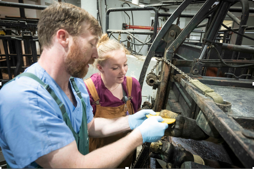 A vet and a student examine a cow's foot.