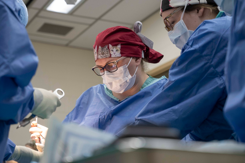 Veterinarians perform surgery