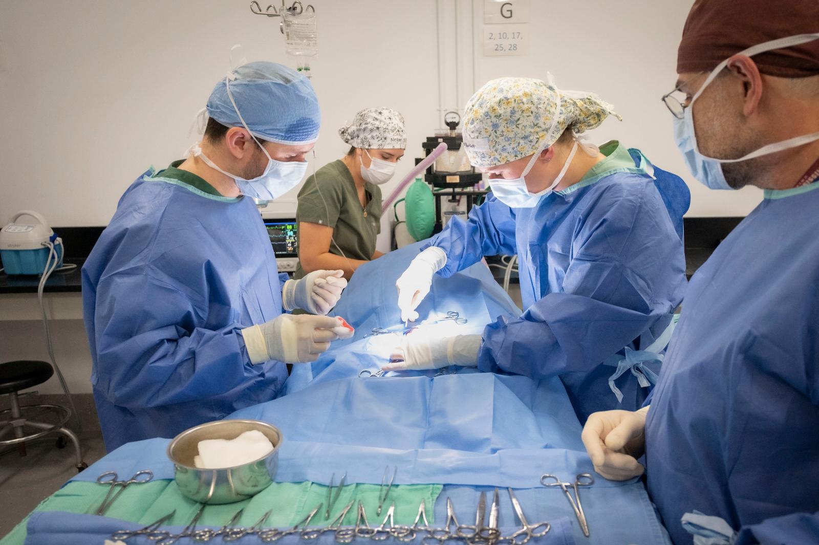 Surgeons working to help a dog.