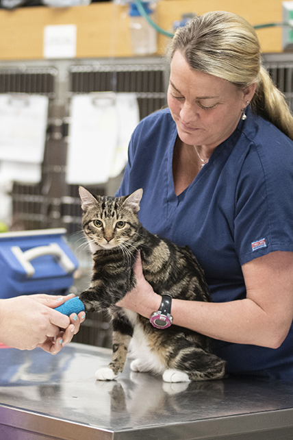 Cat on operating table is fitted for a cast and held by a clinician