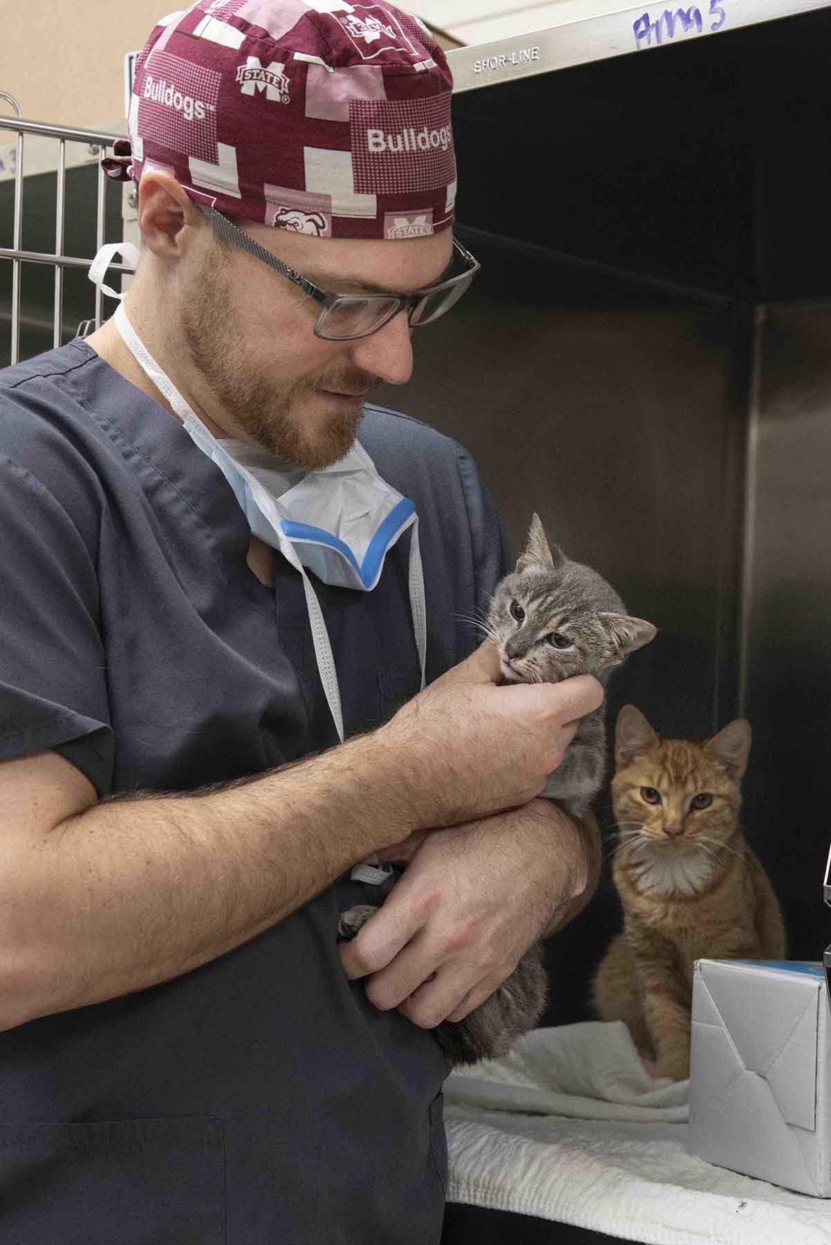 A clinician examines kittens in a kennel