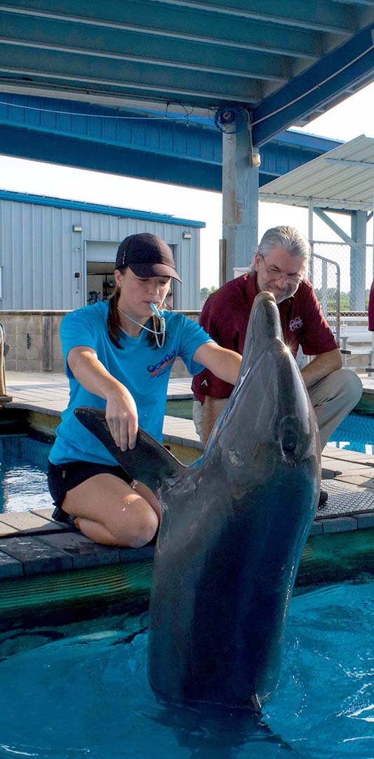 A trainer and veterinarian examine a dolphin