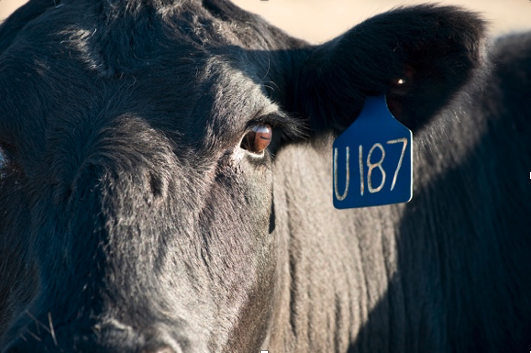 A close up of a cow with an ear tag.