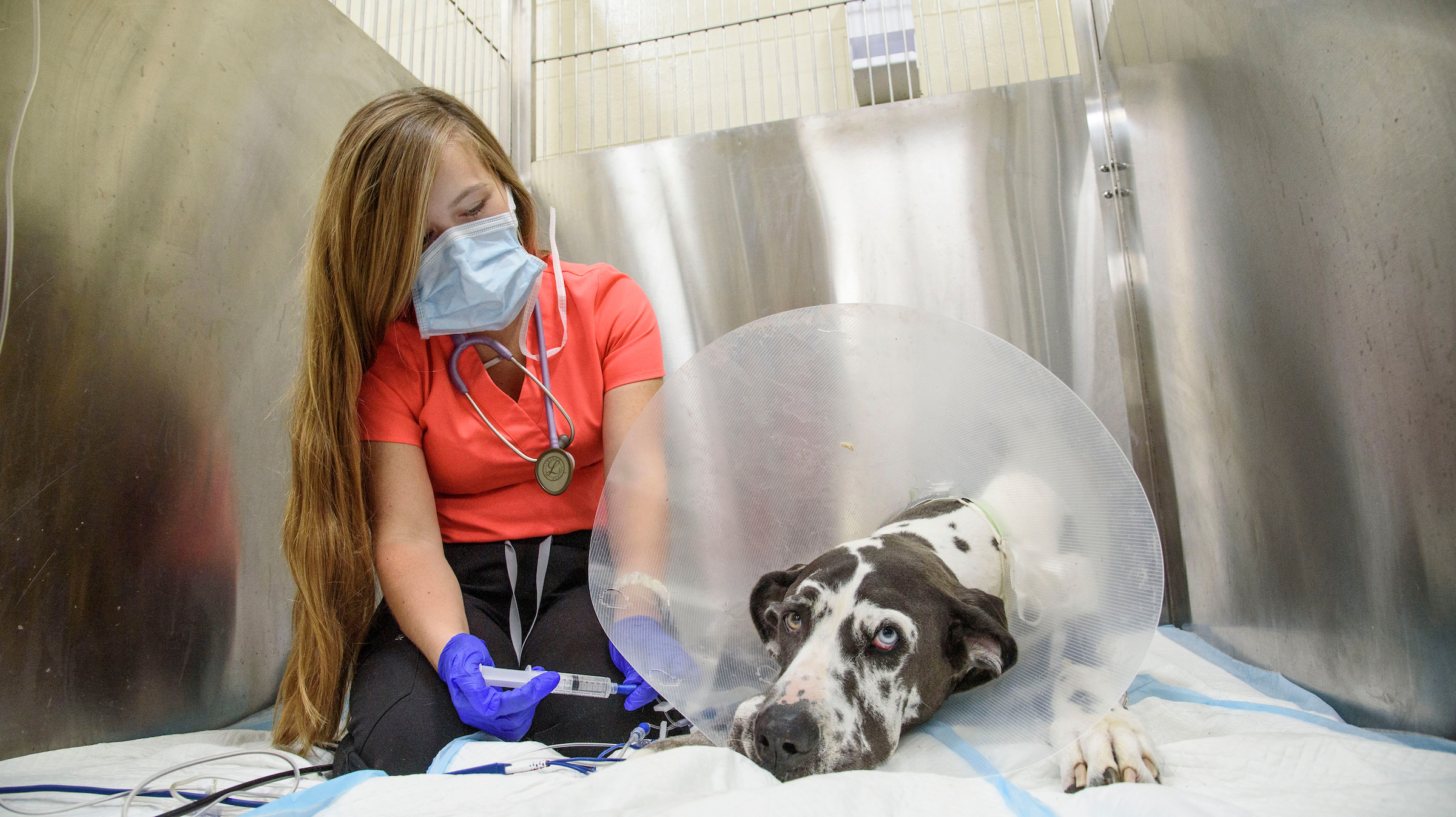A student cares for a Great Dane after surgery