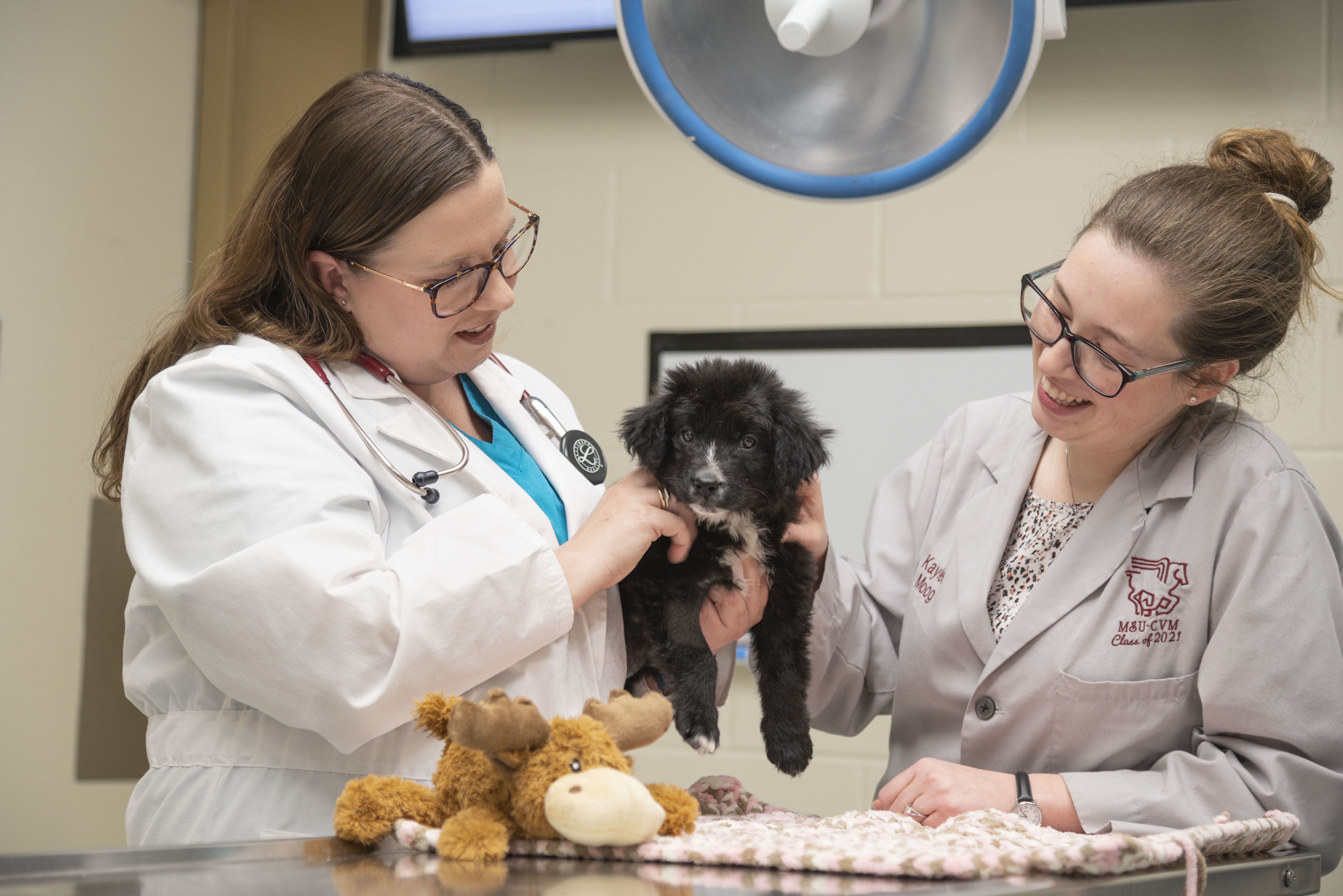 Veterinarians examine a puppy in an examination room