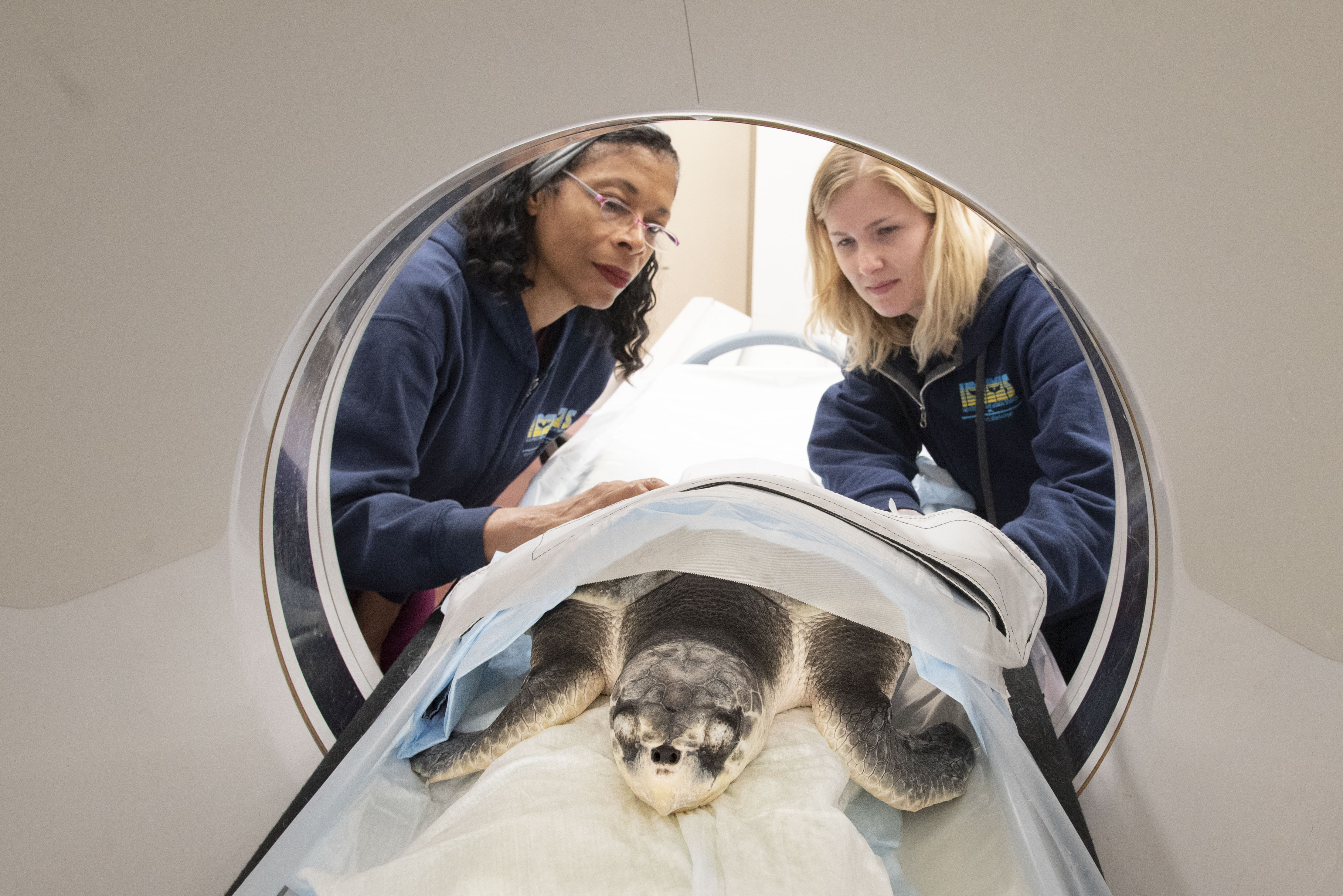 A sea turtle receives an MRI