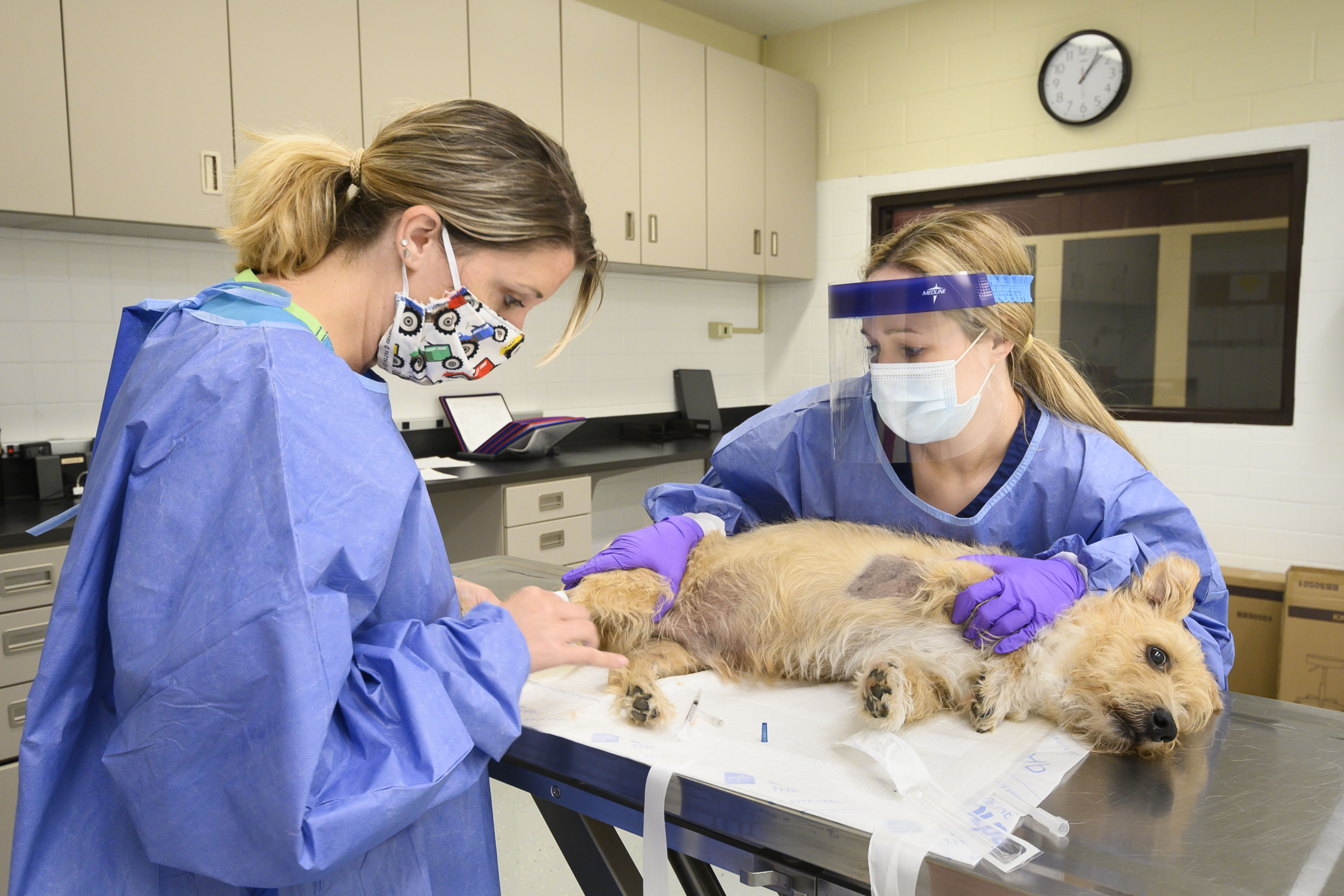 Students prepare a dog for chemotherapy
