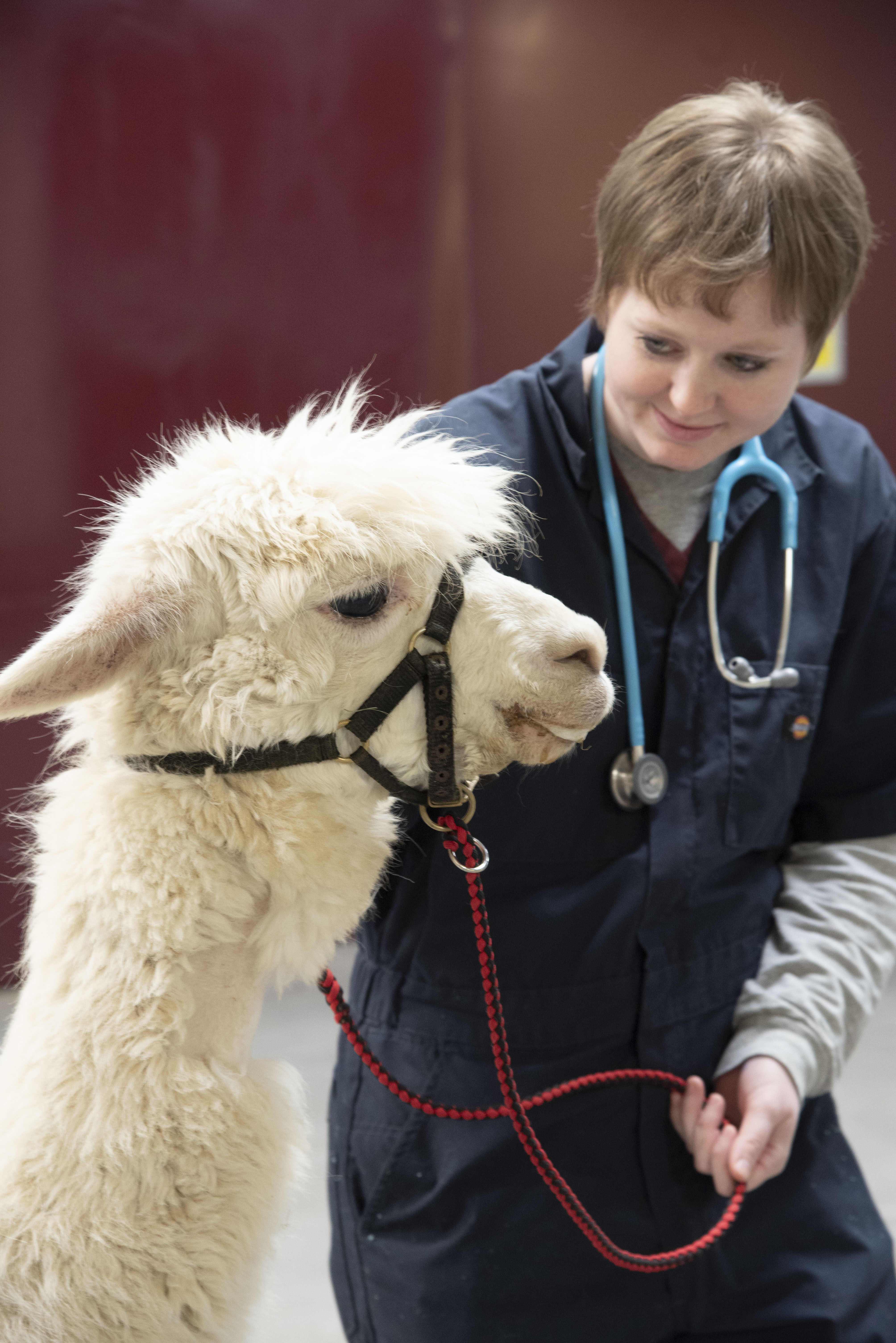 A veterinary student leads an alpaca
