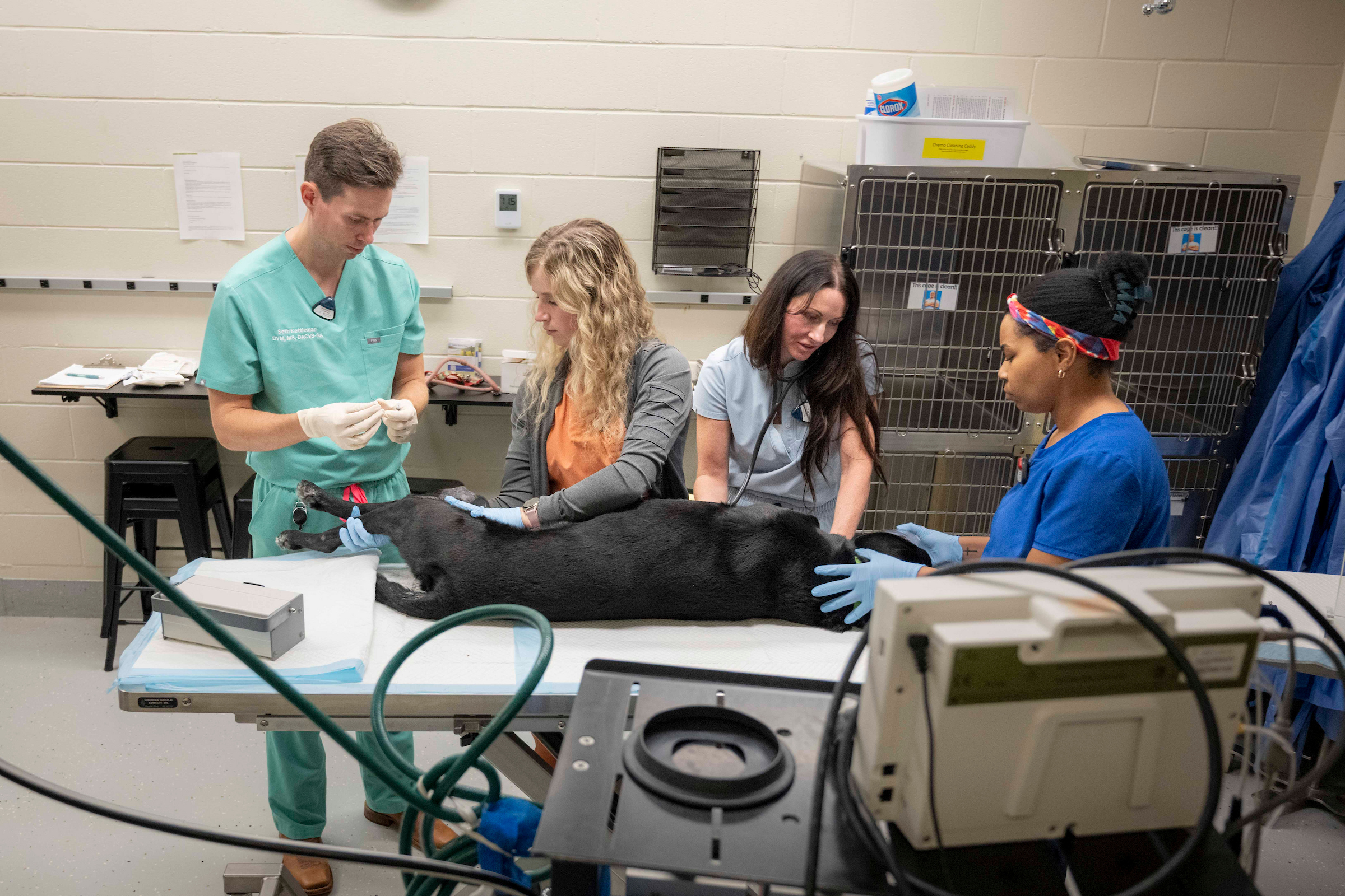 Four vets administer treatment to a dog.