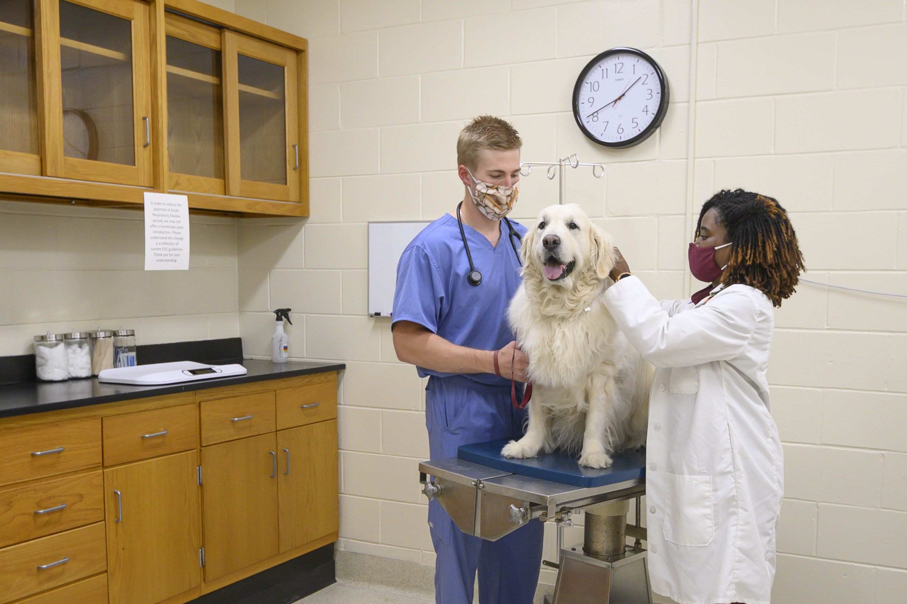 A veterinarian and student examine a dog
