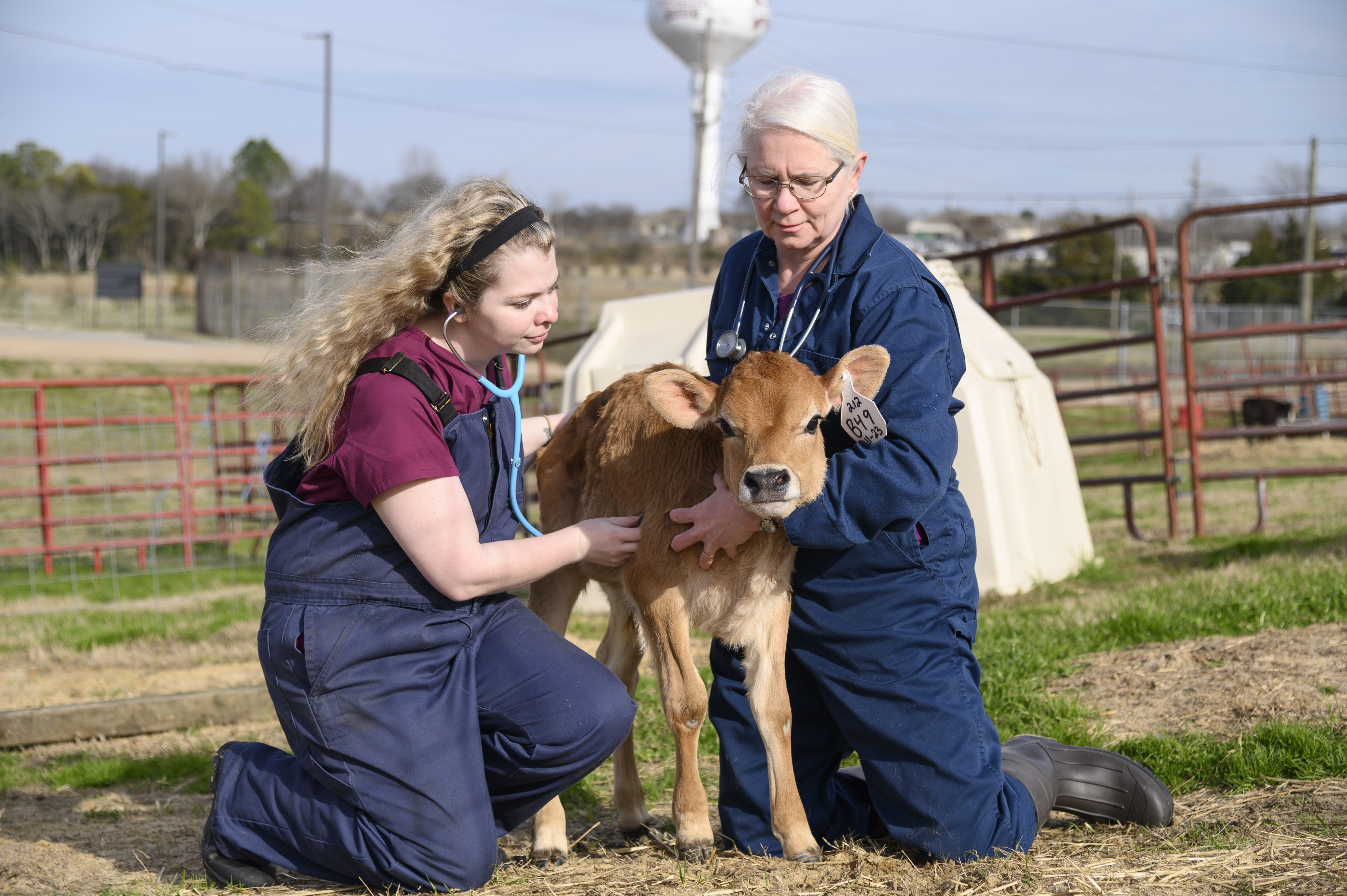 A student and veterinarian examine a calf