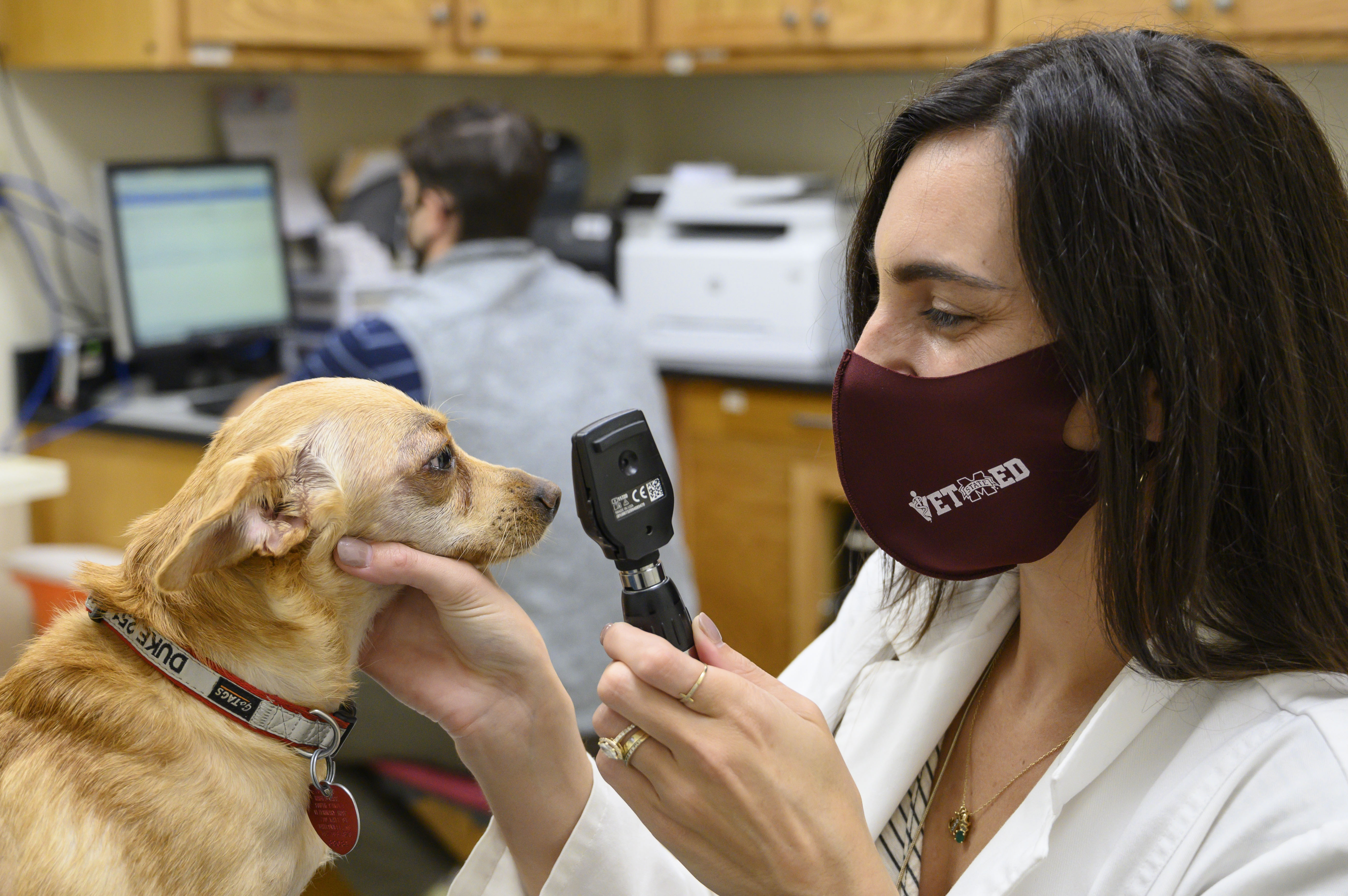 A veterinary ophthalmologist gives an eye exam to a patient 