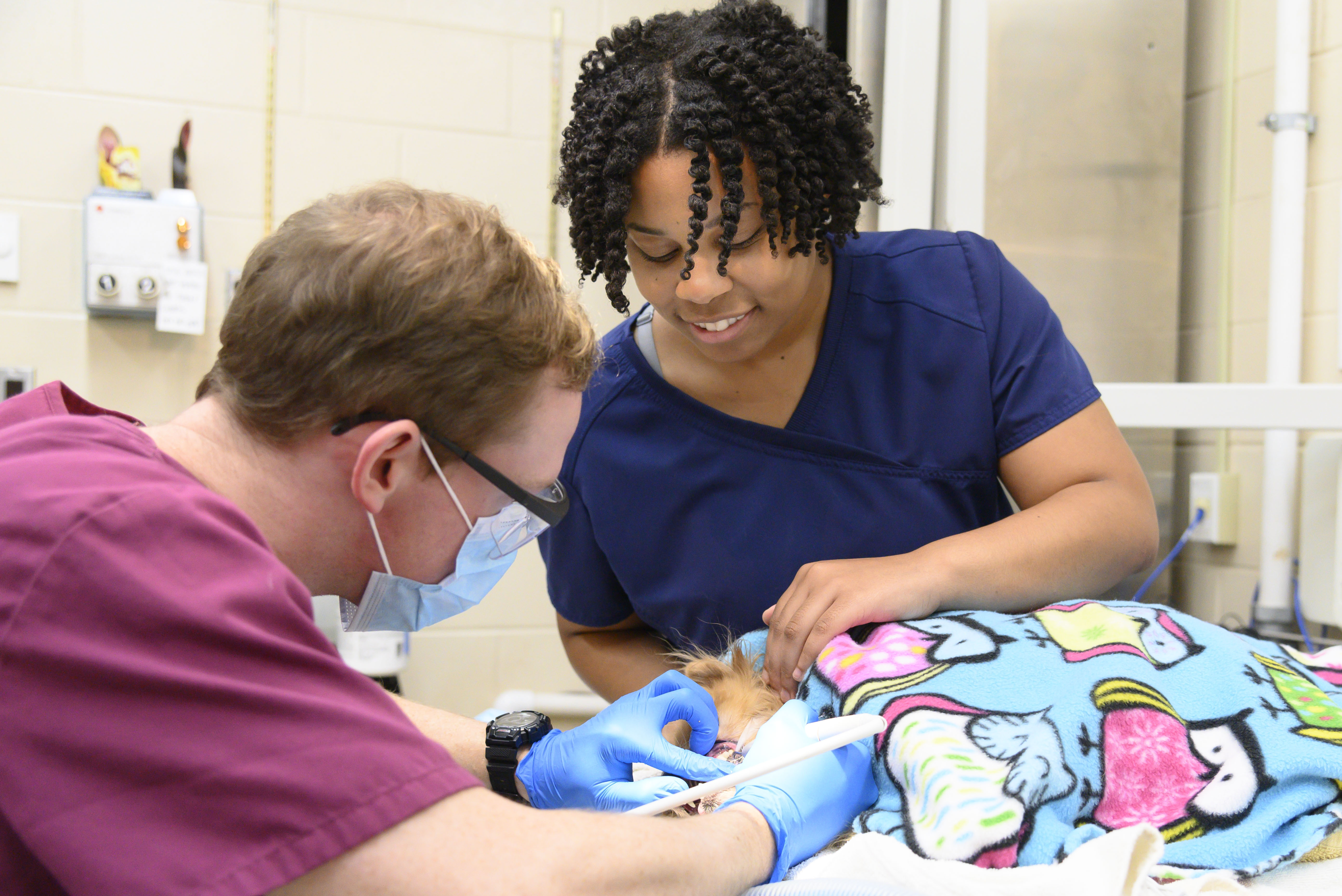 A veterinarian and technician perform a dental procedure