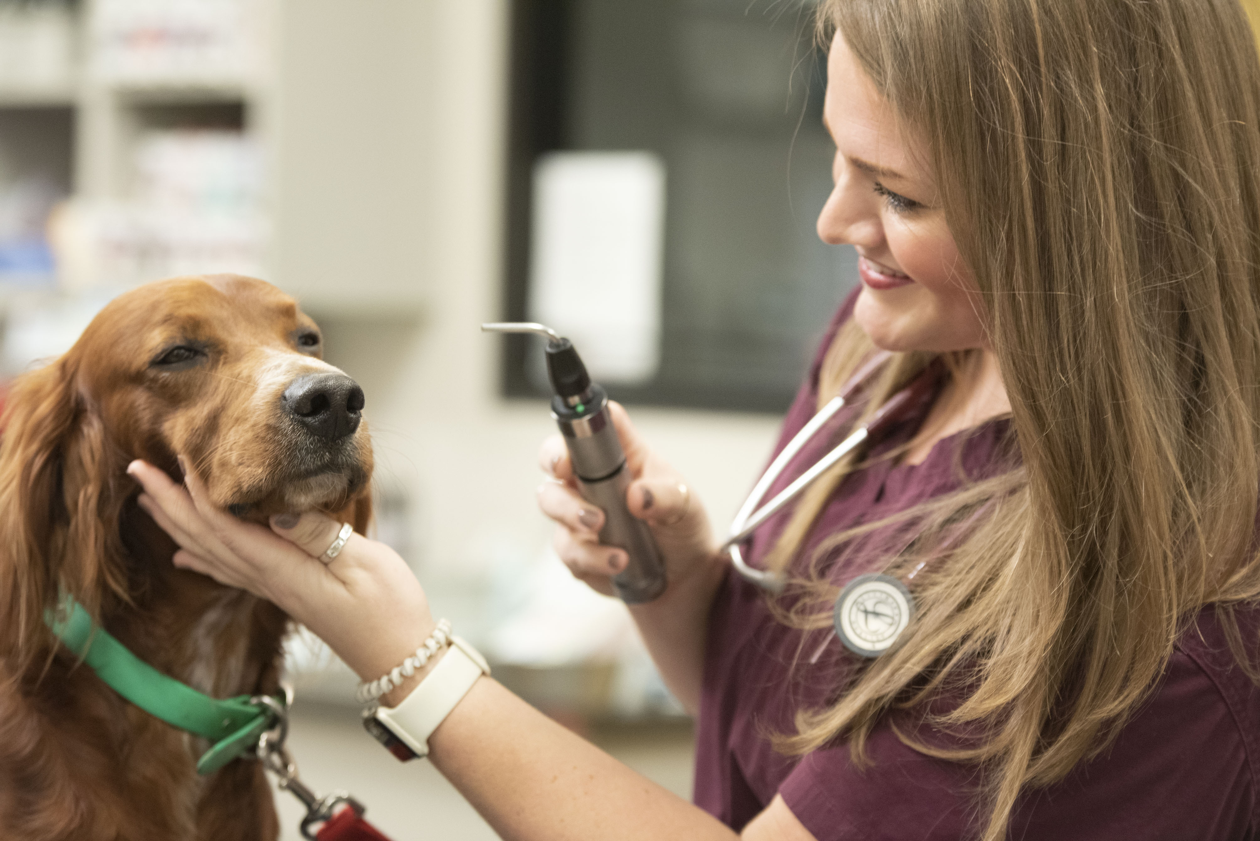 A veterinarian examines a dog's eyes