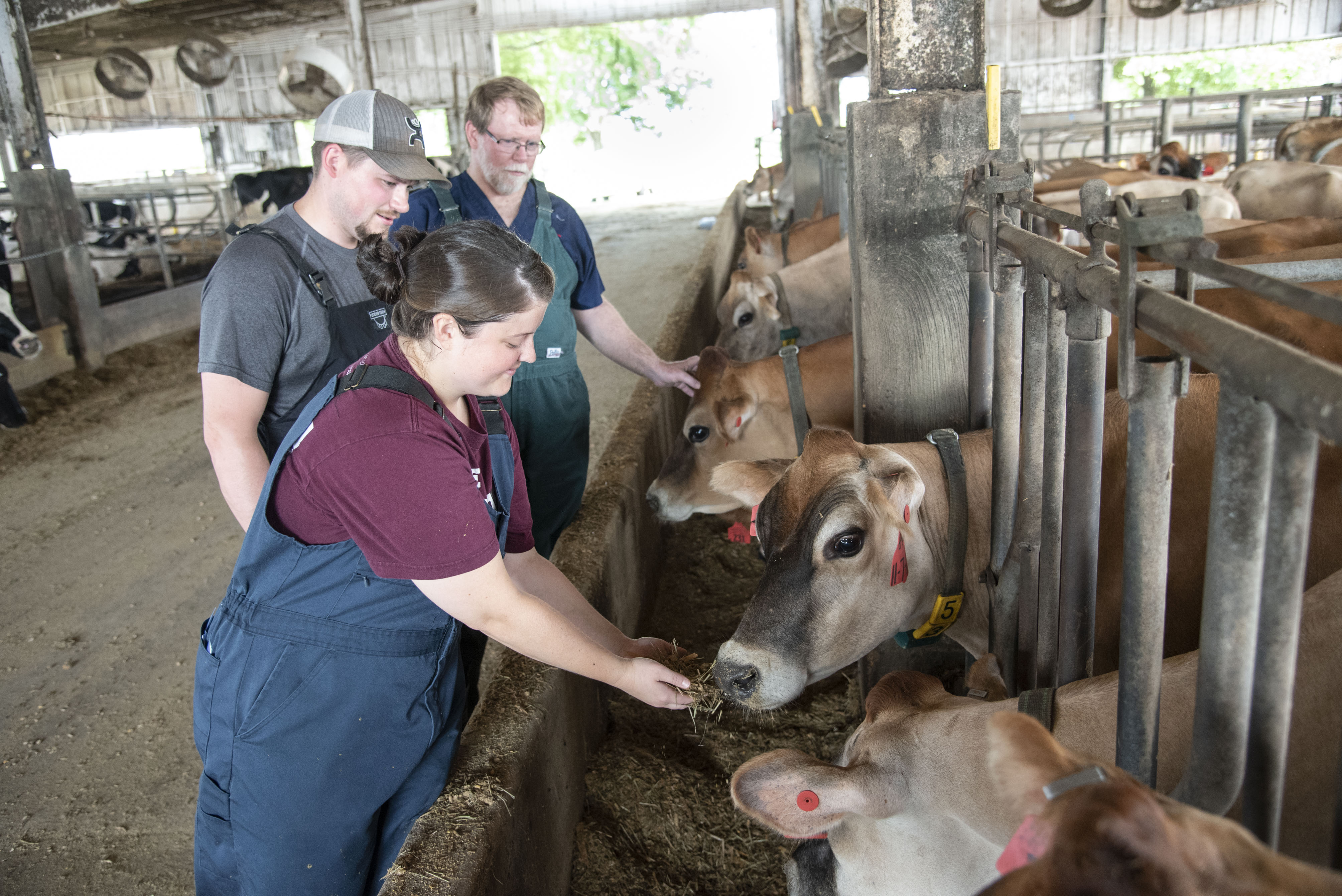 A veterinarian and two students examine a cow in a pen