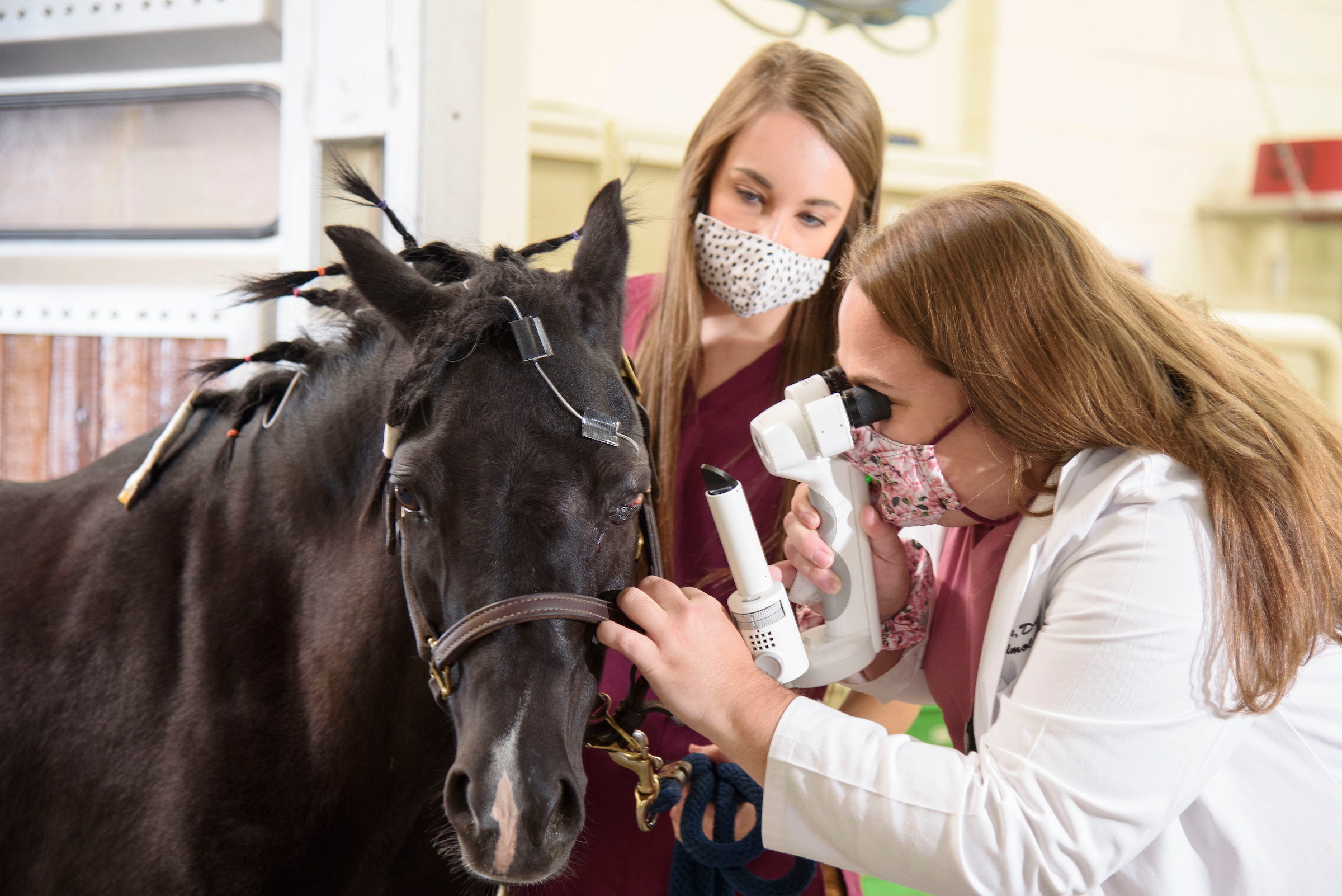 An ophthalmologist examines a horse's eye