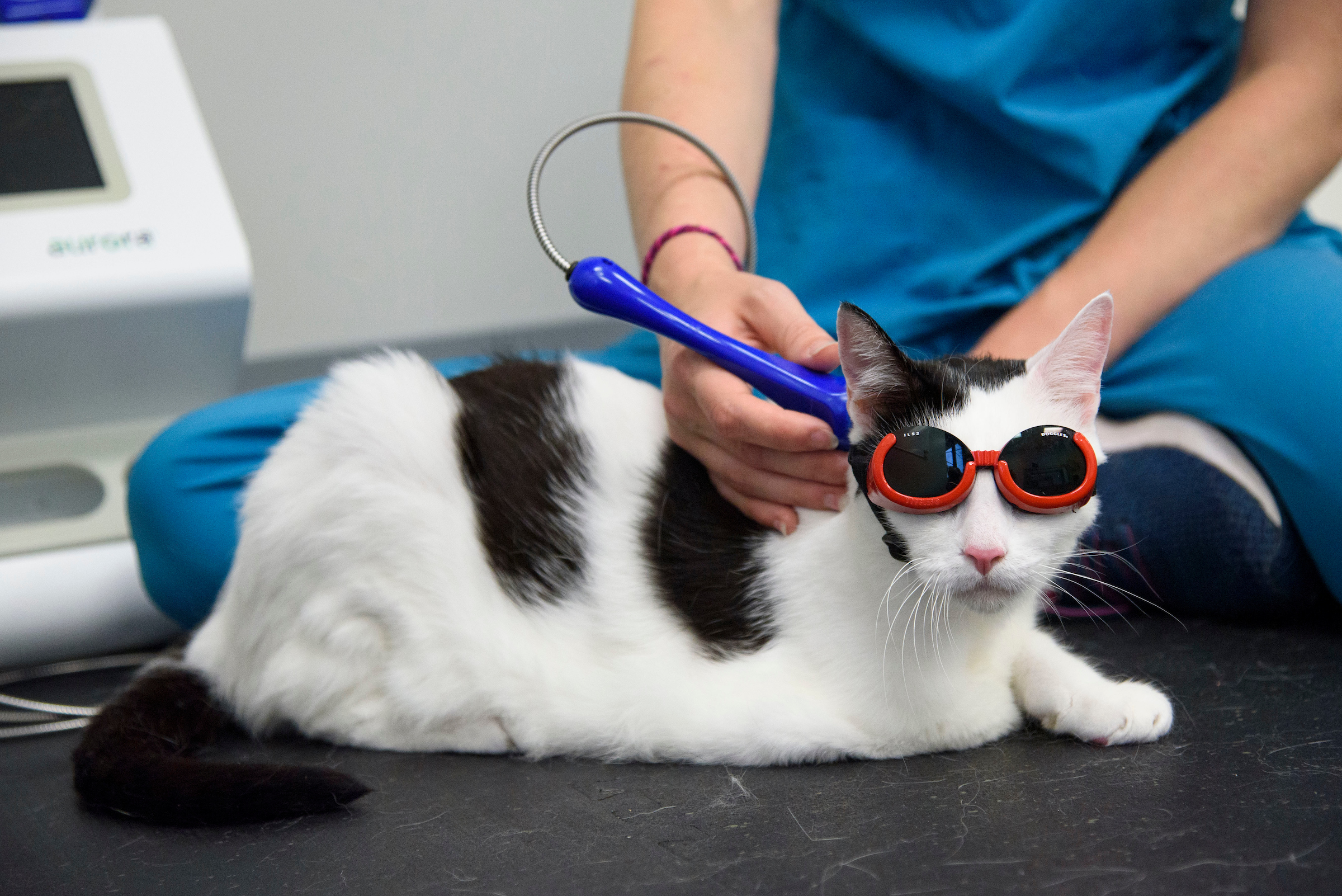 A cat receives laser therapy treatment