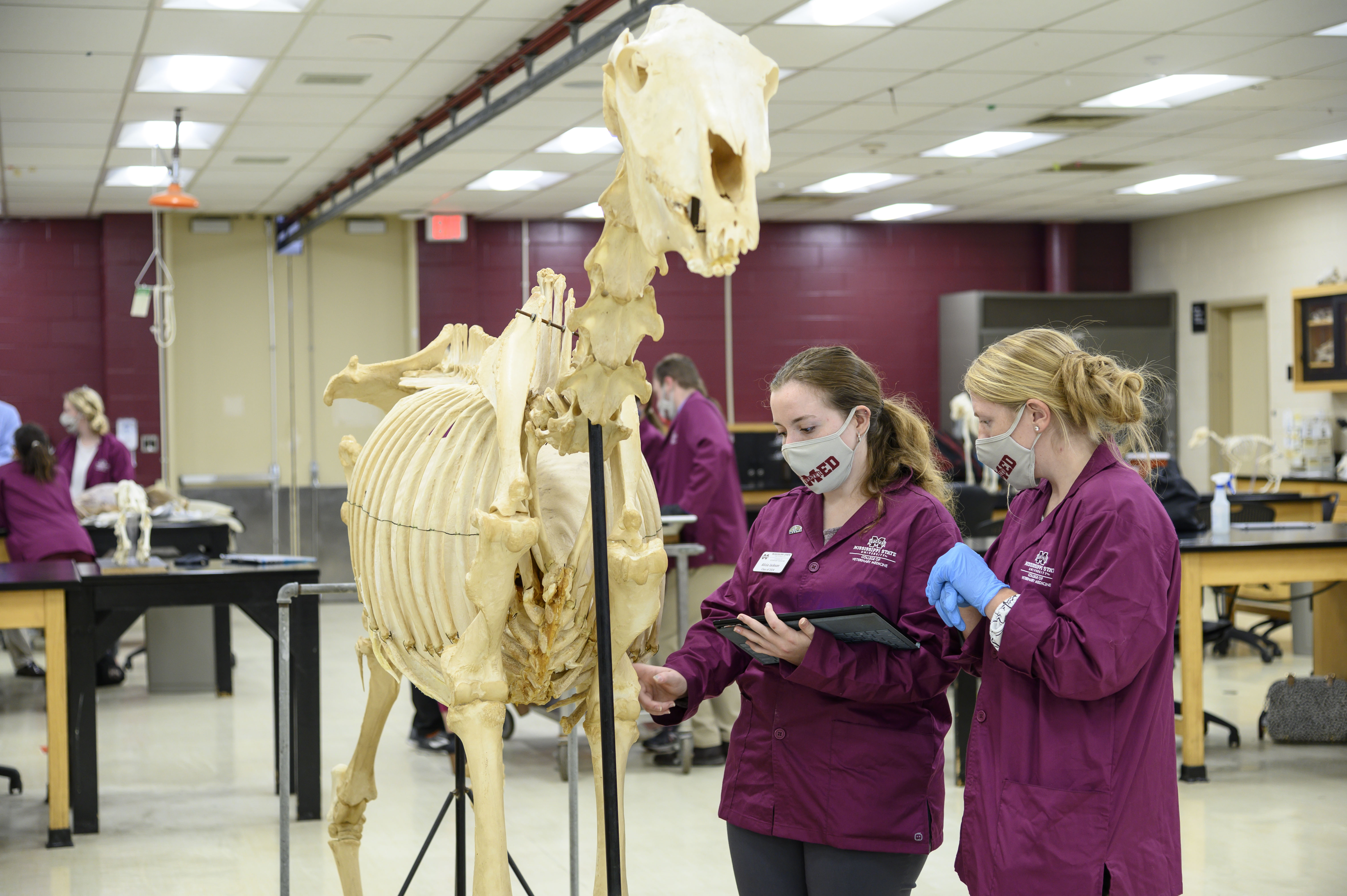 Students study the anatomy of a horse