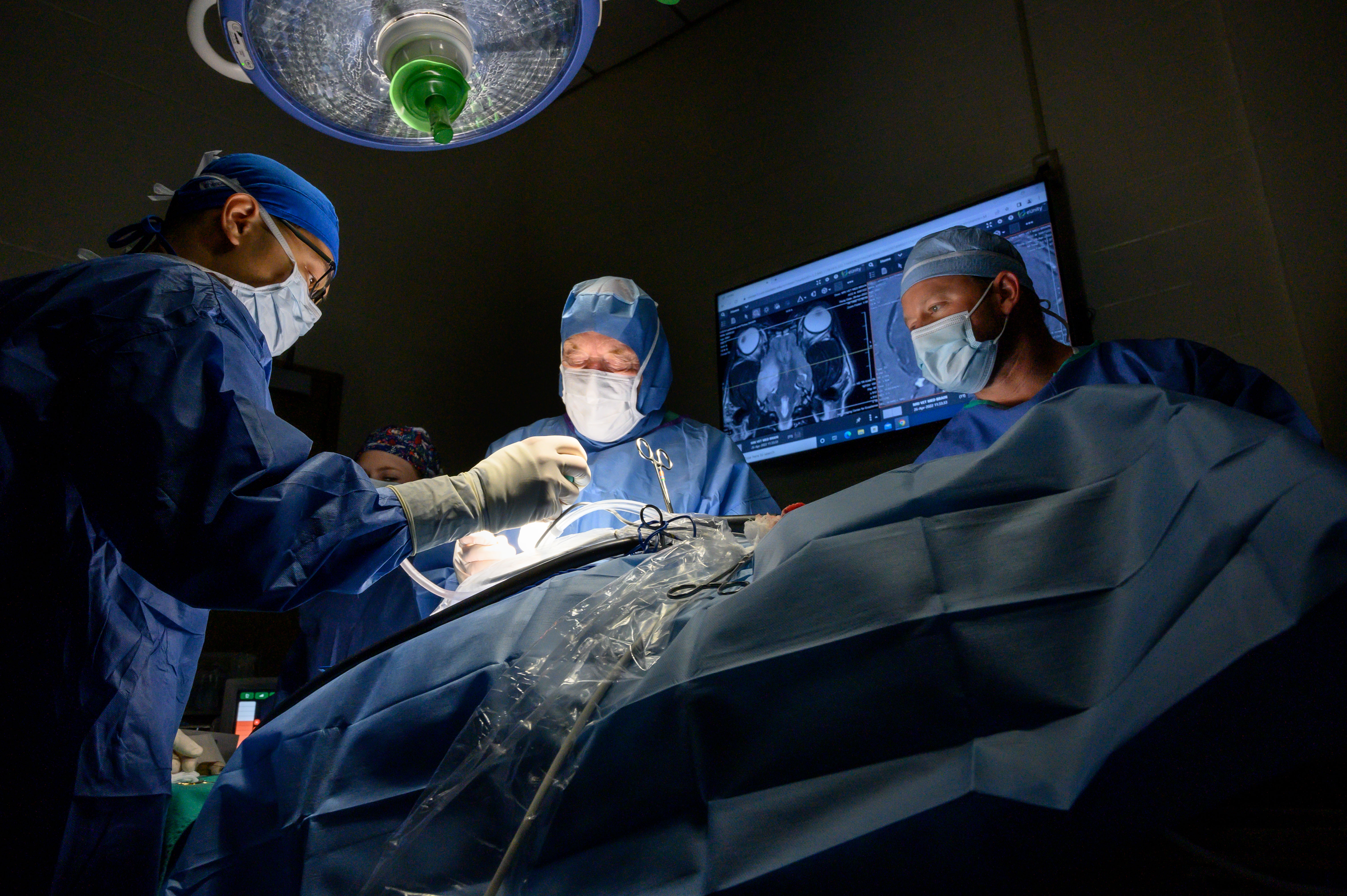 Veterinarians perform brain surgery