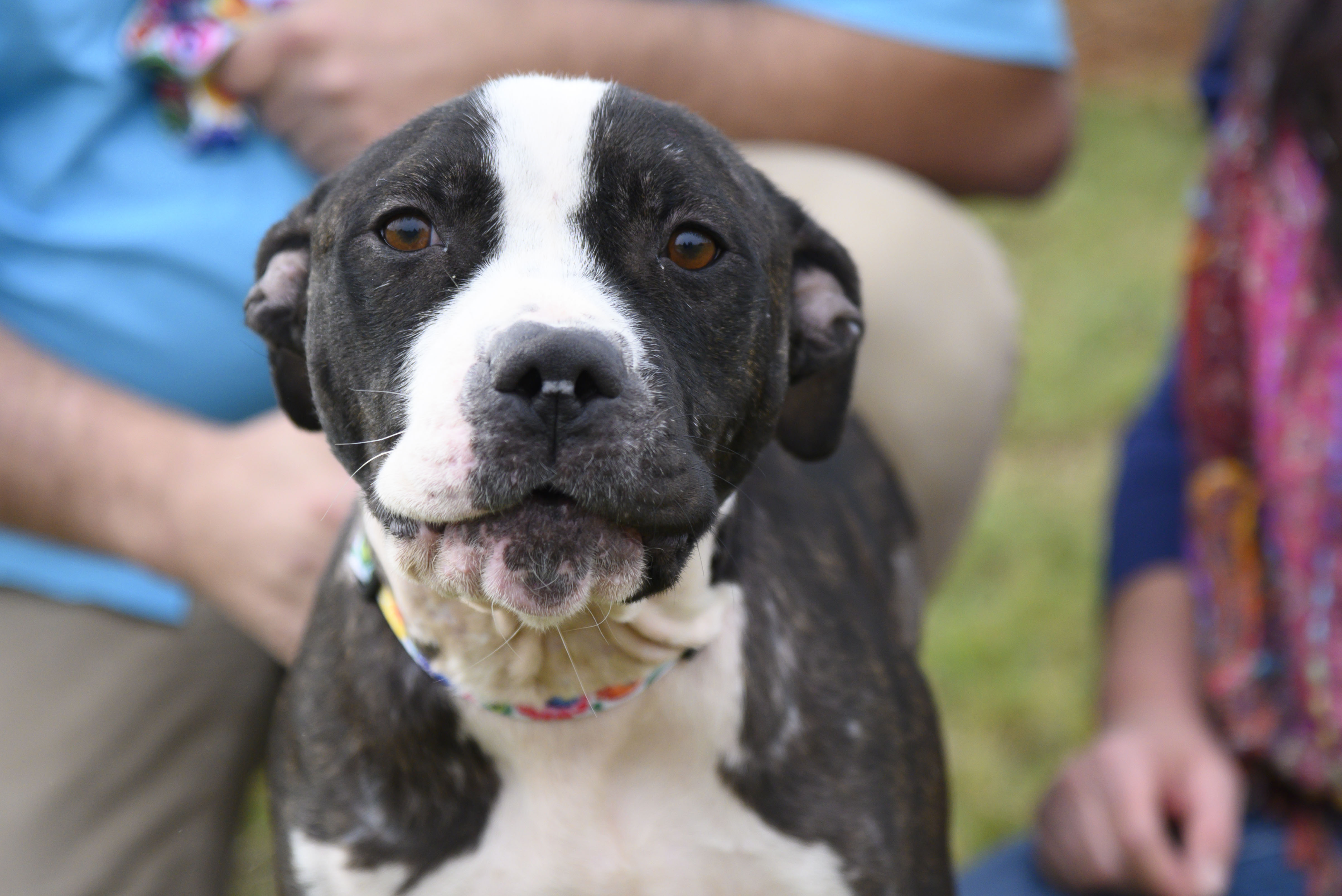 Jelly Bean, the pit bull 