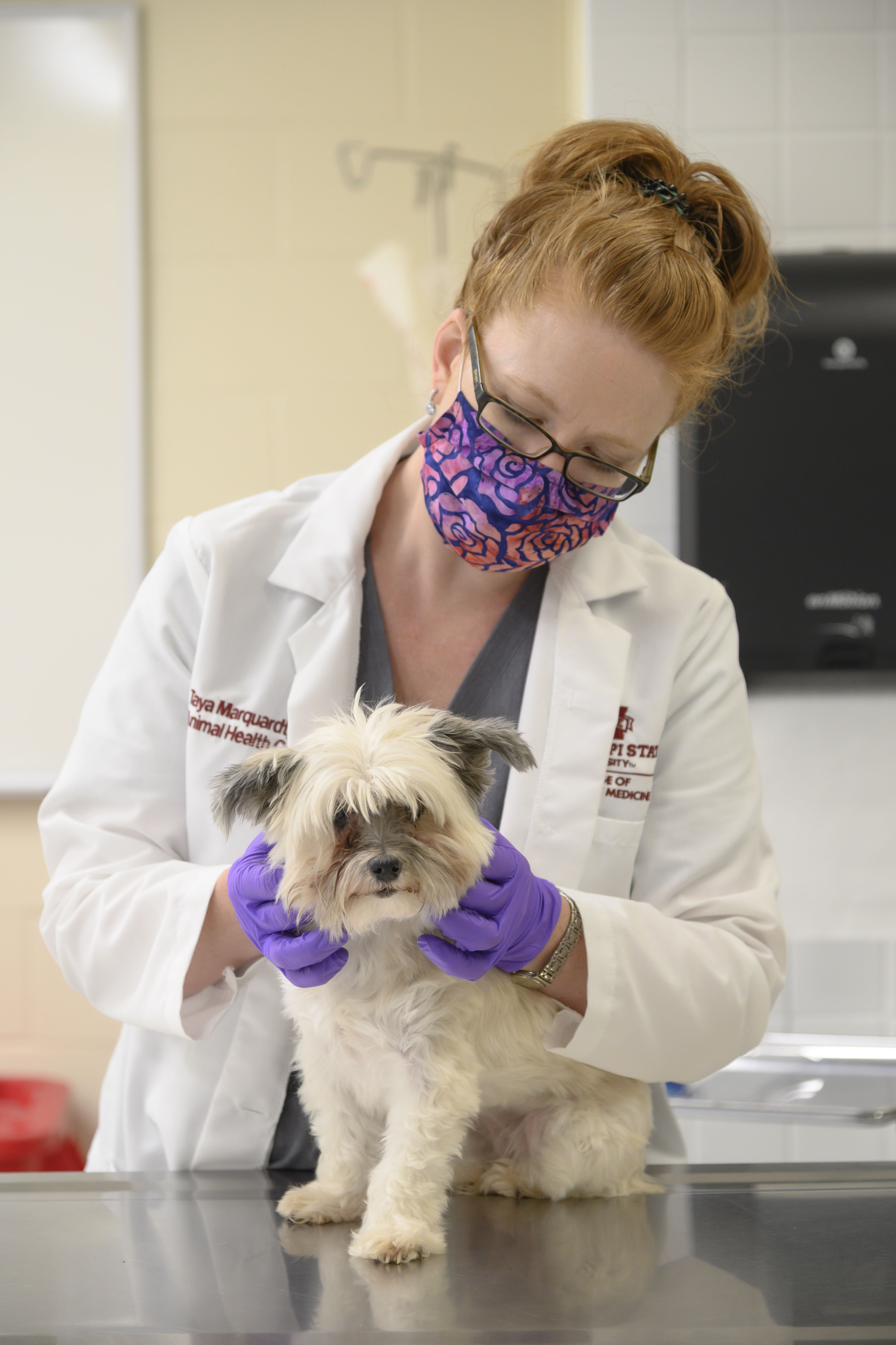 A veterinarian examines a dog