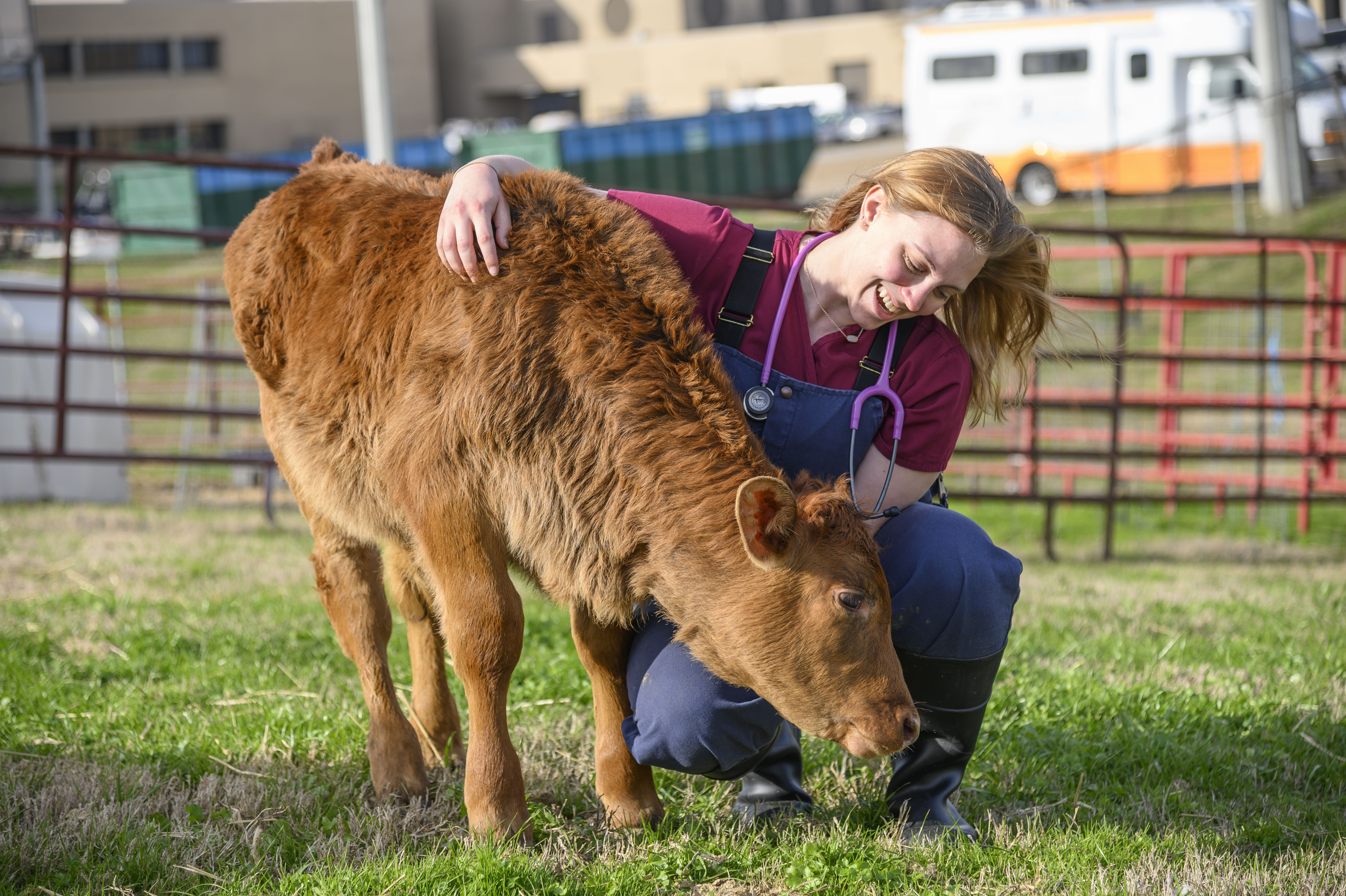 A veterinary student examines a calf
