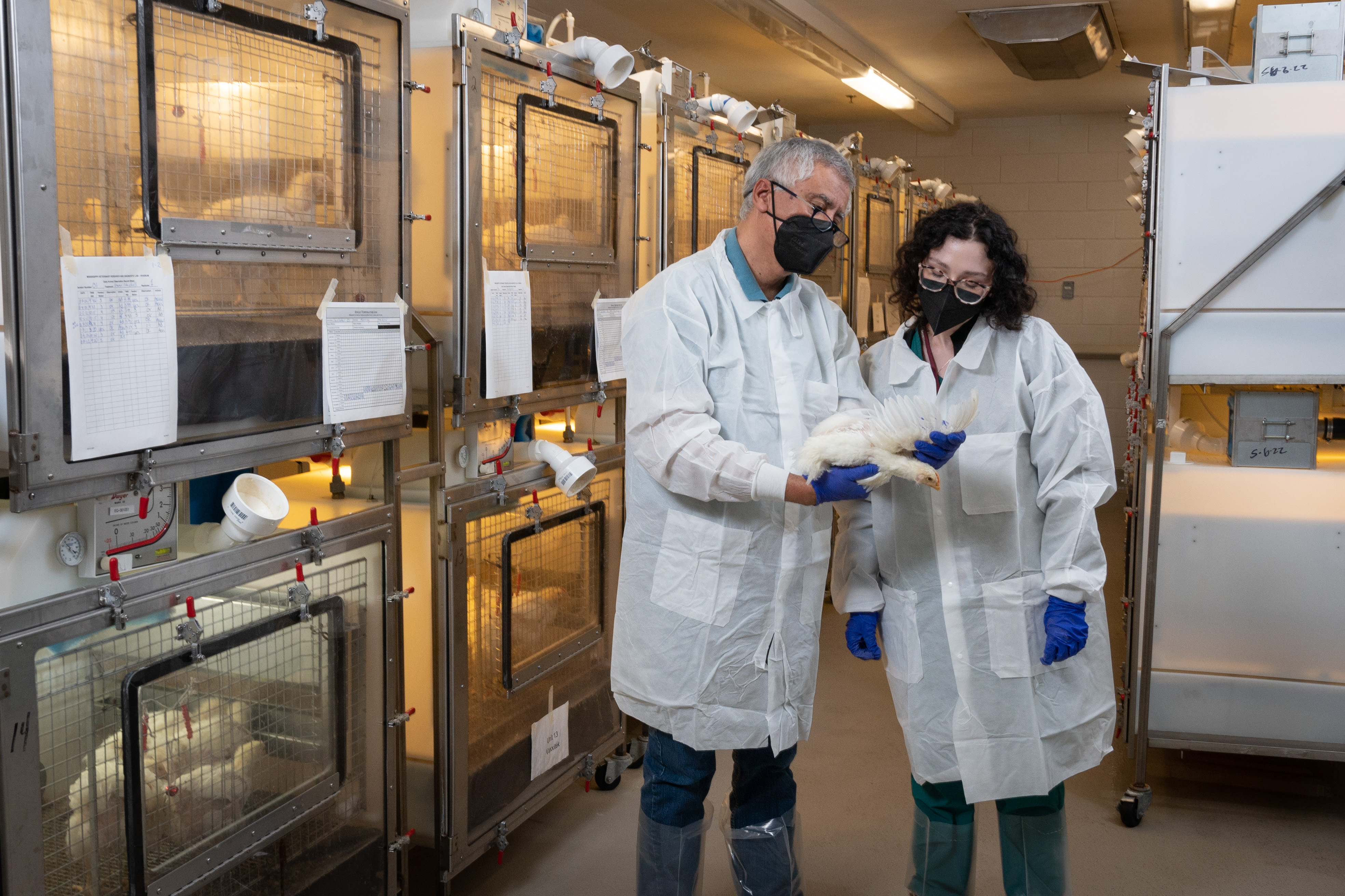 Poultry veterinarians examine a bird