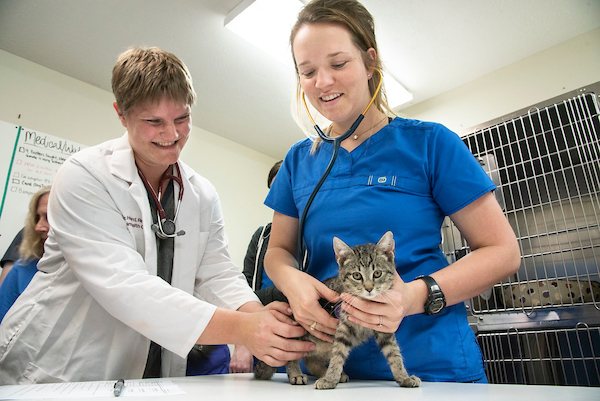 A vet, a student, and a cat.