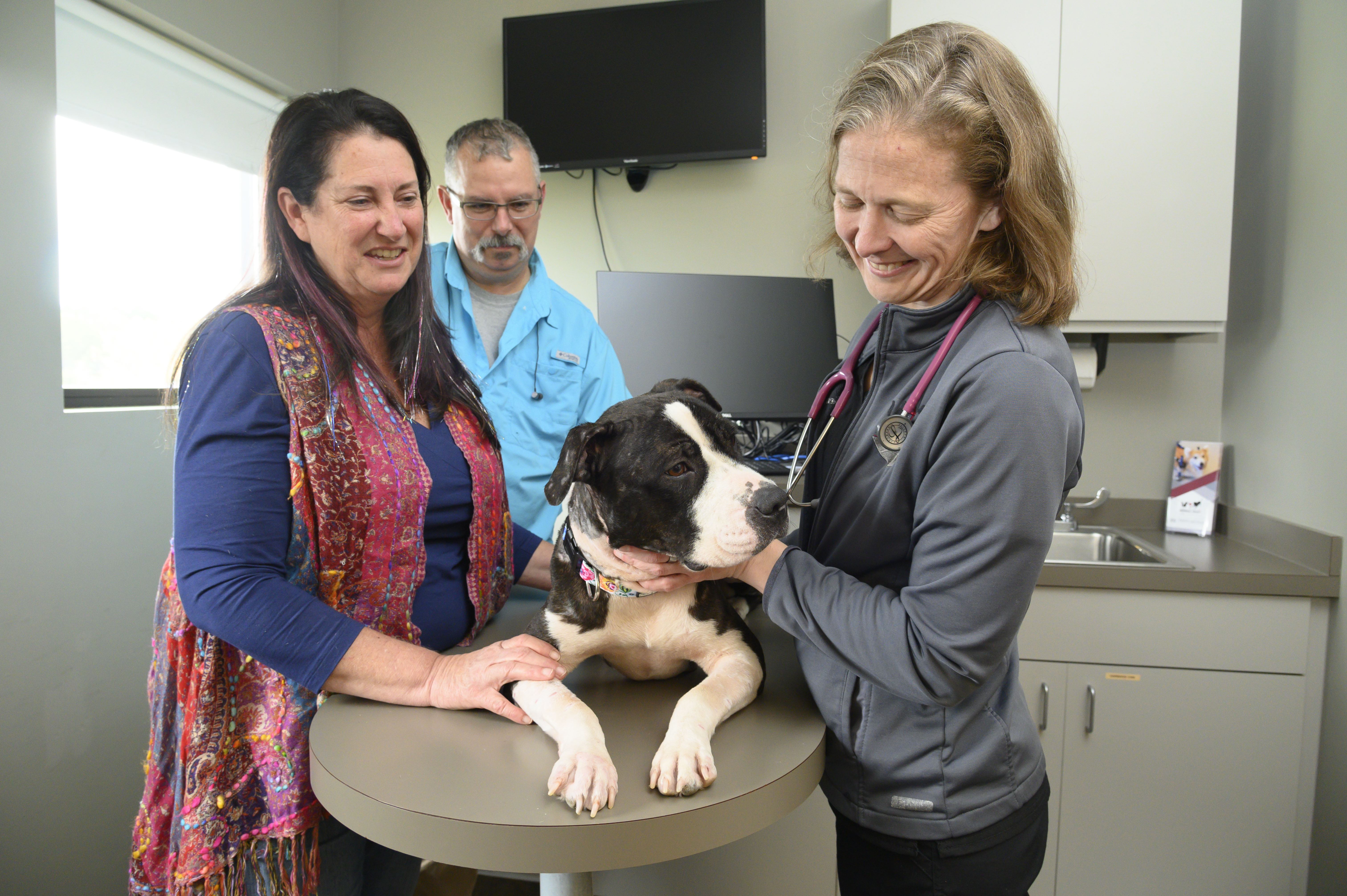A veterinarian and two owners look over a pit bull 