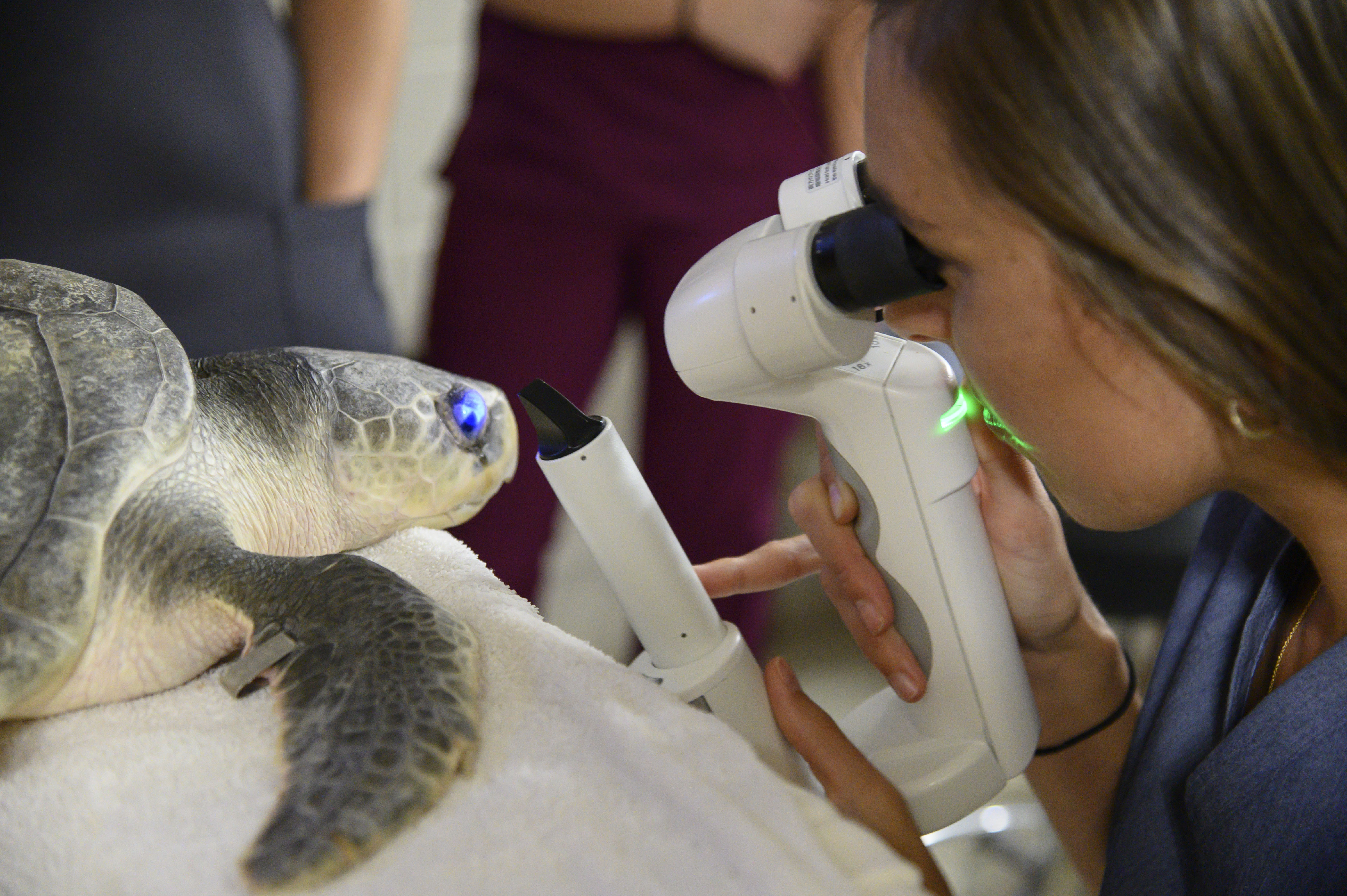 A veterinarian gives a sea turtle an eye exam