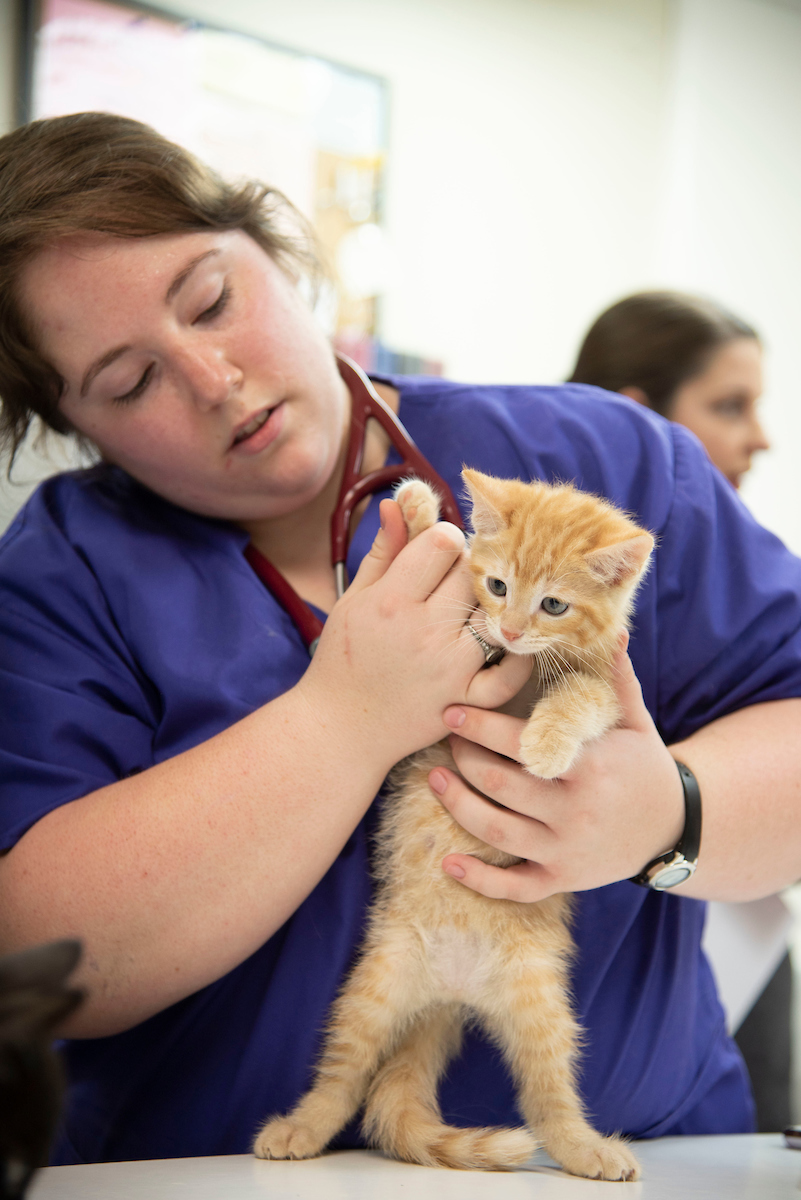 A shelter kitten in its kennel