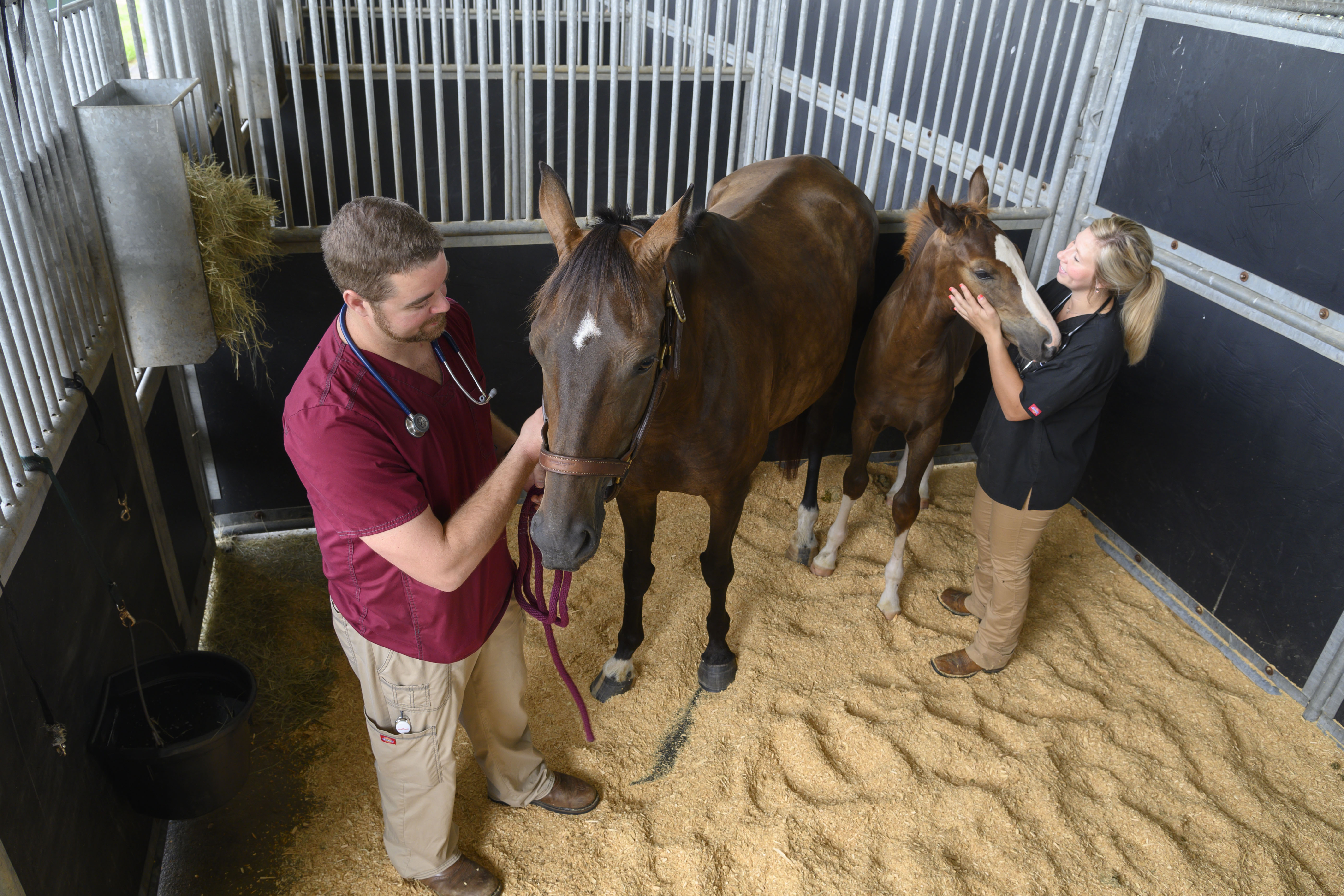 A student and veterinarian examine a mare and foal
