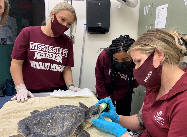 vets inspecting turtle