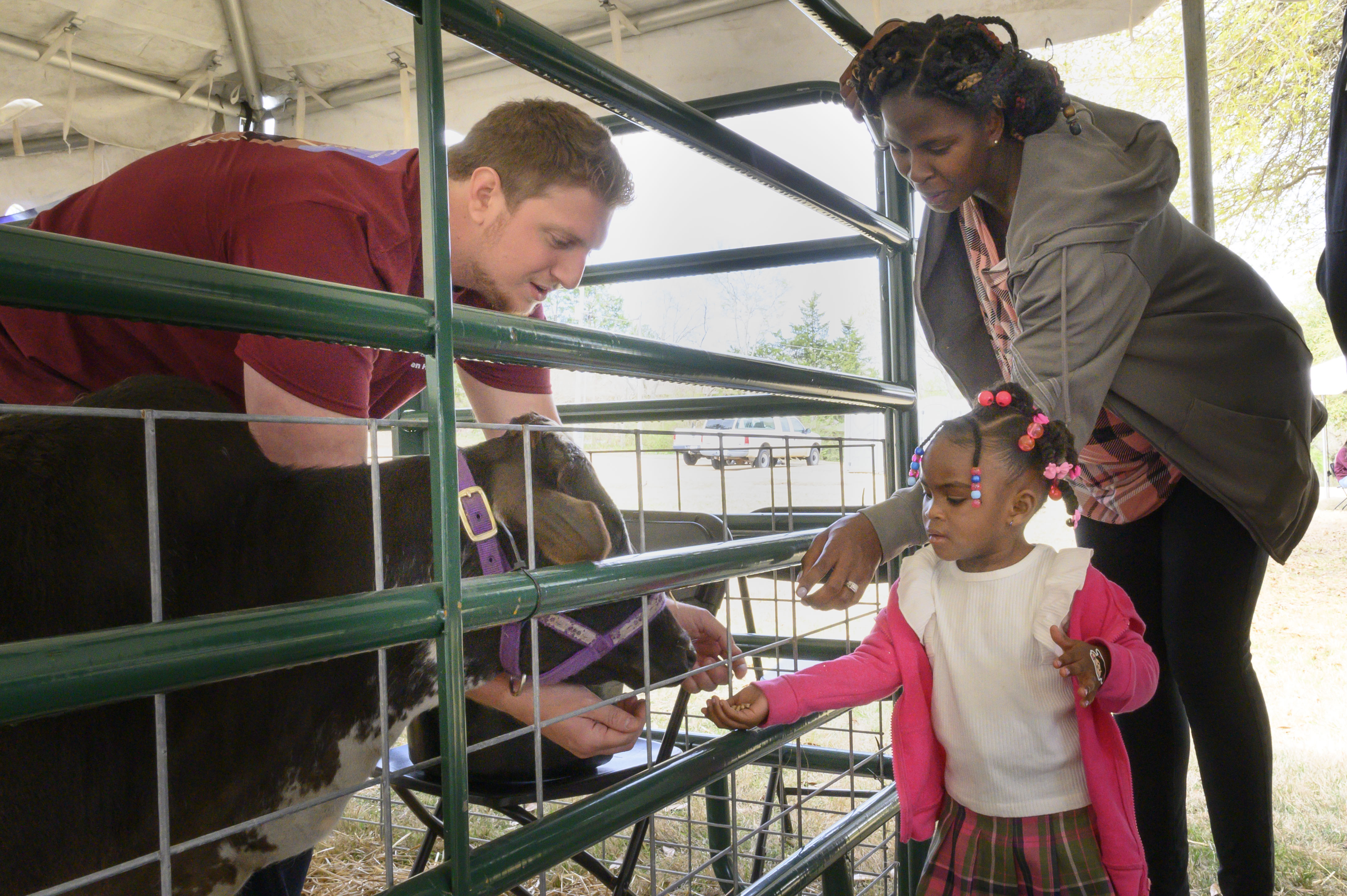 A veterinary student talks with a mother and daughter about a cow in the petting zoo