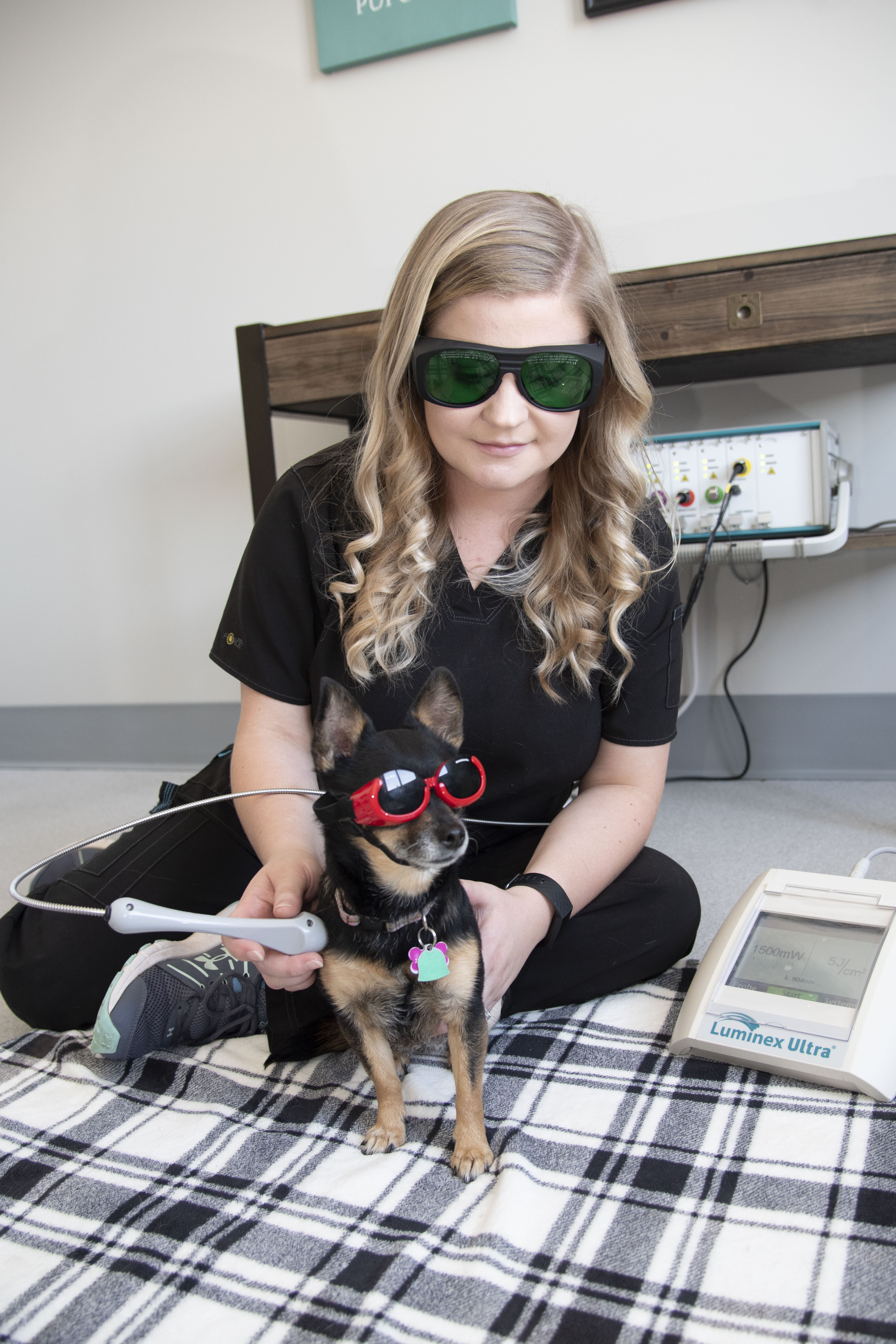 A chihuahua receivers laser therapy