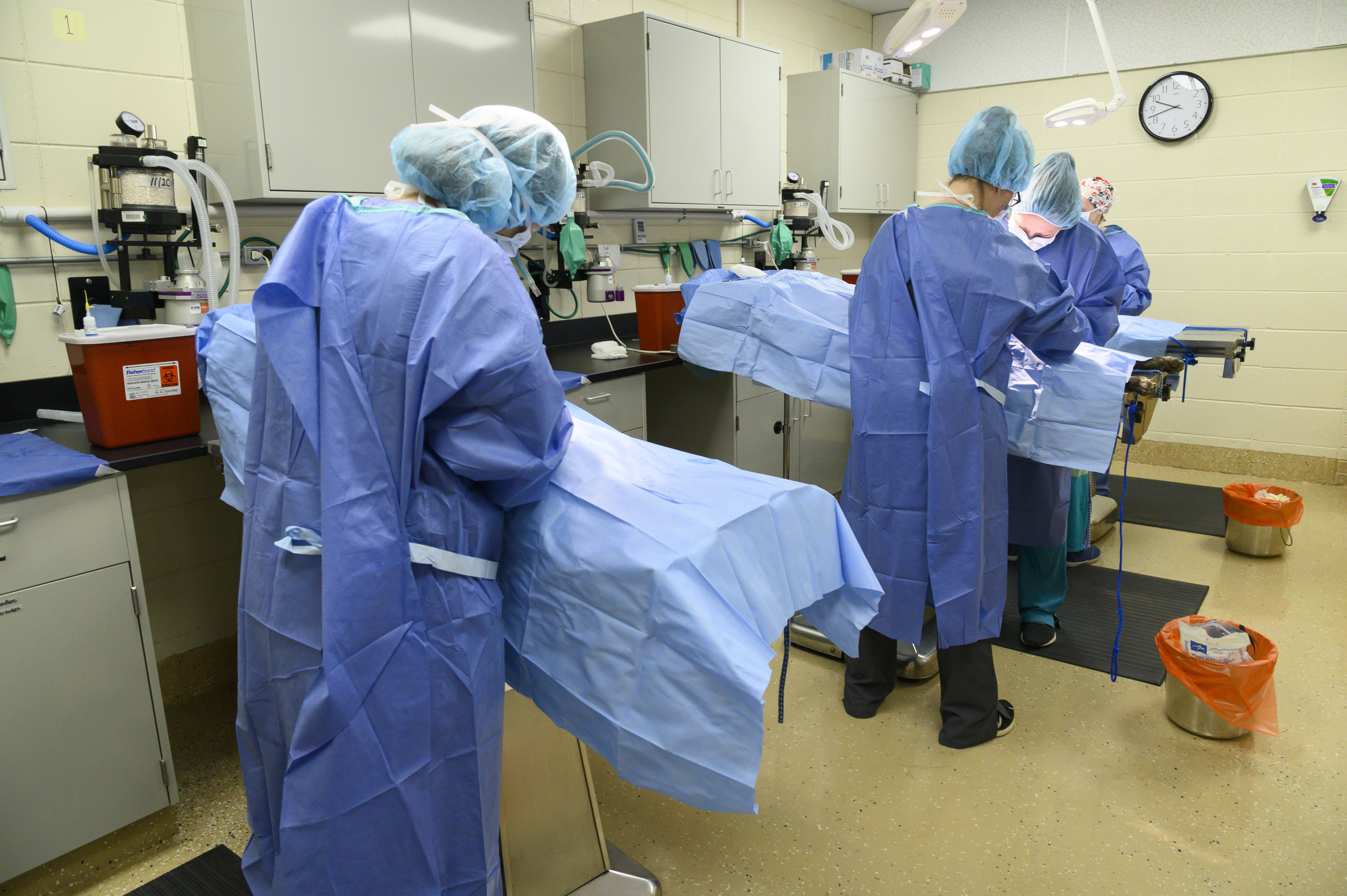 students perform spay and neuter surgeries 