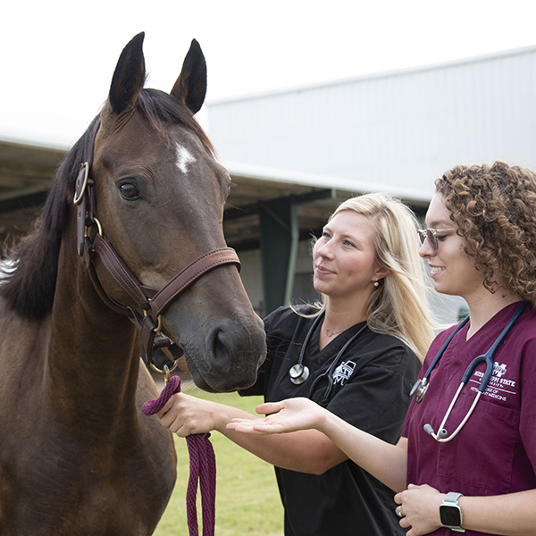 Two veterinarians examine a horse