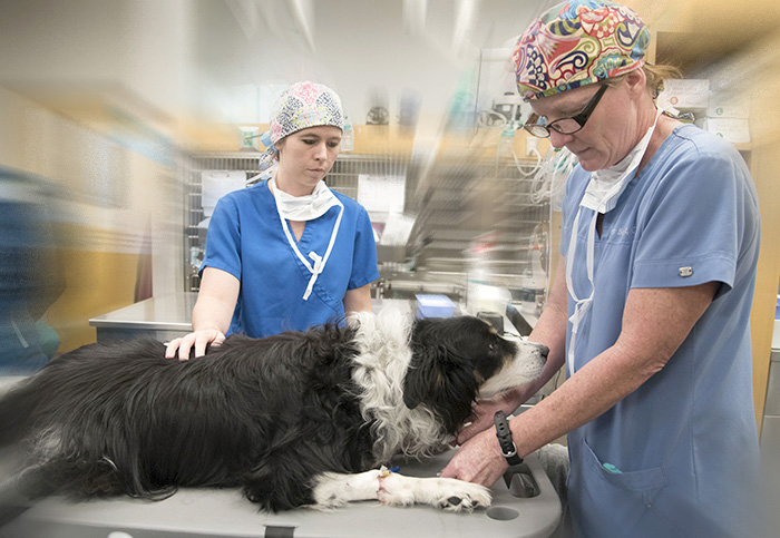 A dog is examined in emergency care