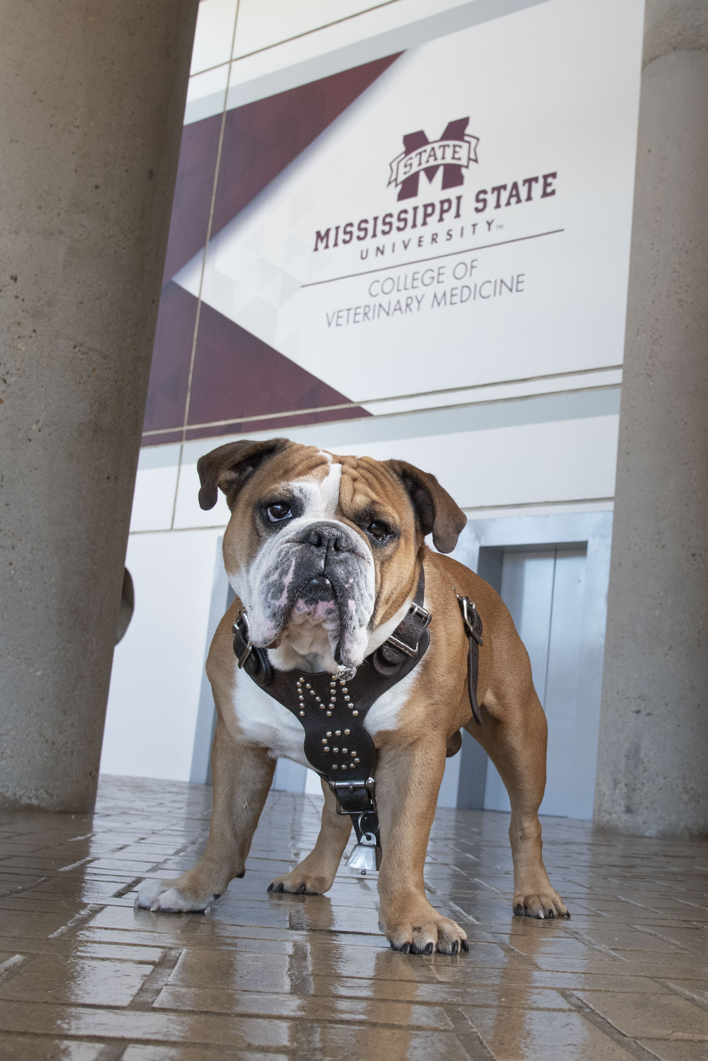 A bulldog stands in the foyer of MSU CVM