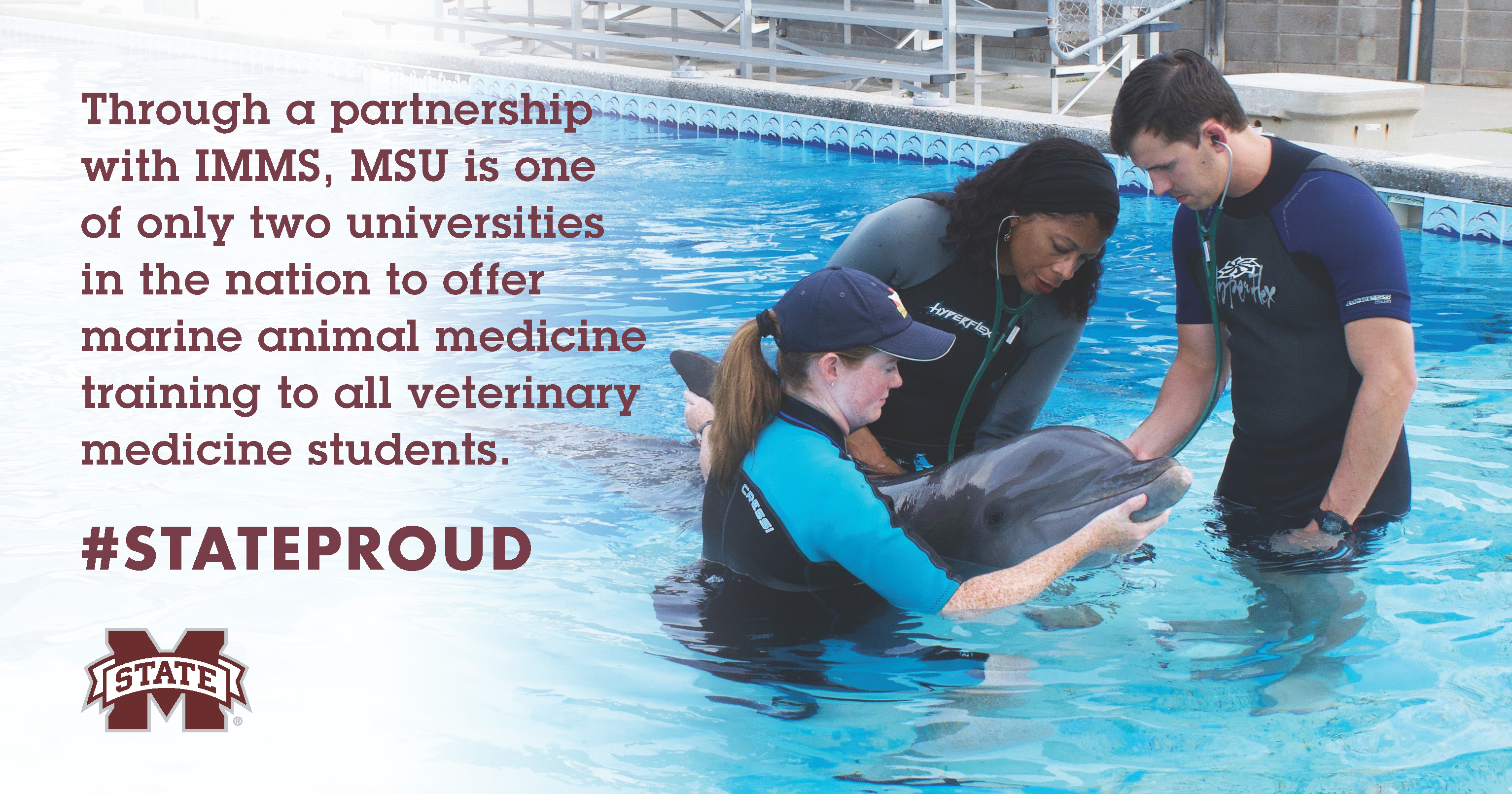 CVM IMMS clinicians examine a dolphin in a water tank