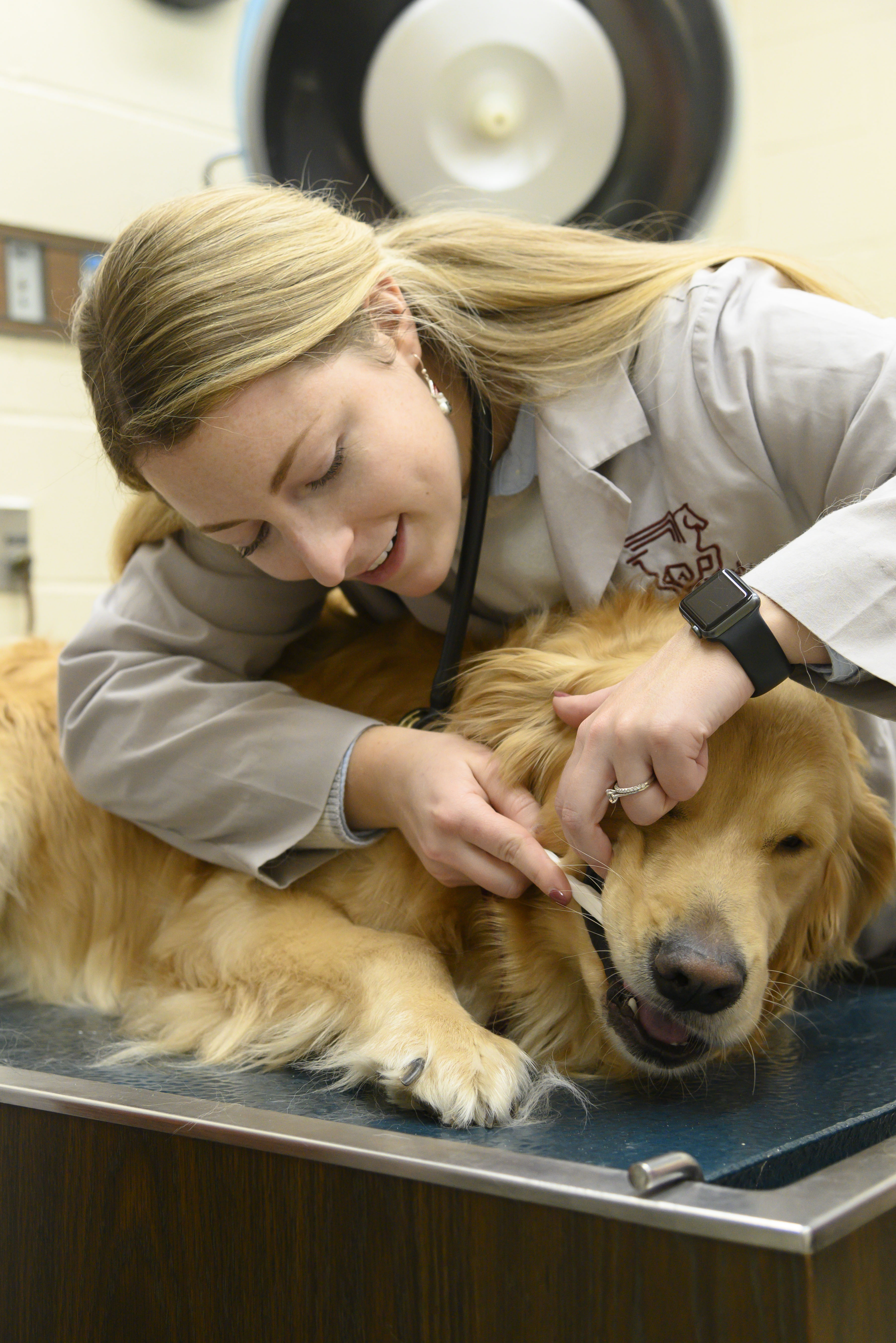 A veterinary student brushes a golden retriever's teeth
