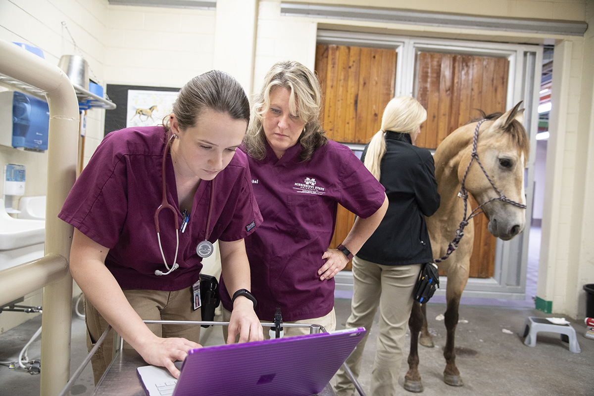 Two vets look at computer data for a horse pictured in the background