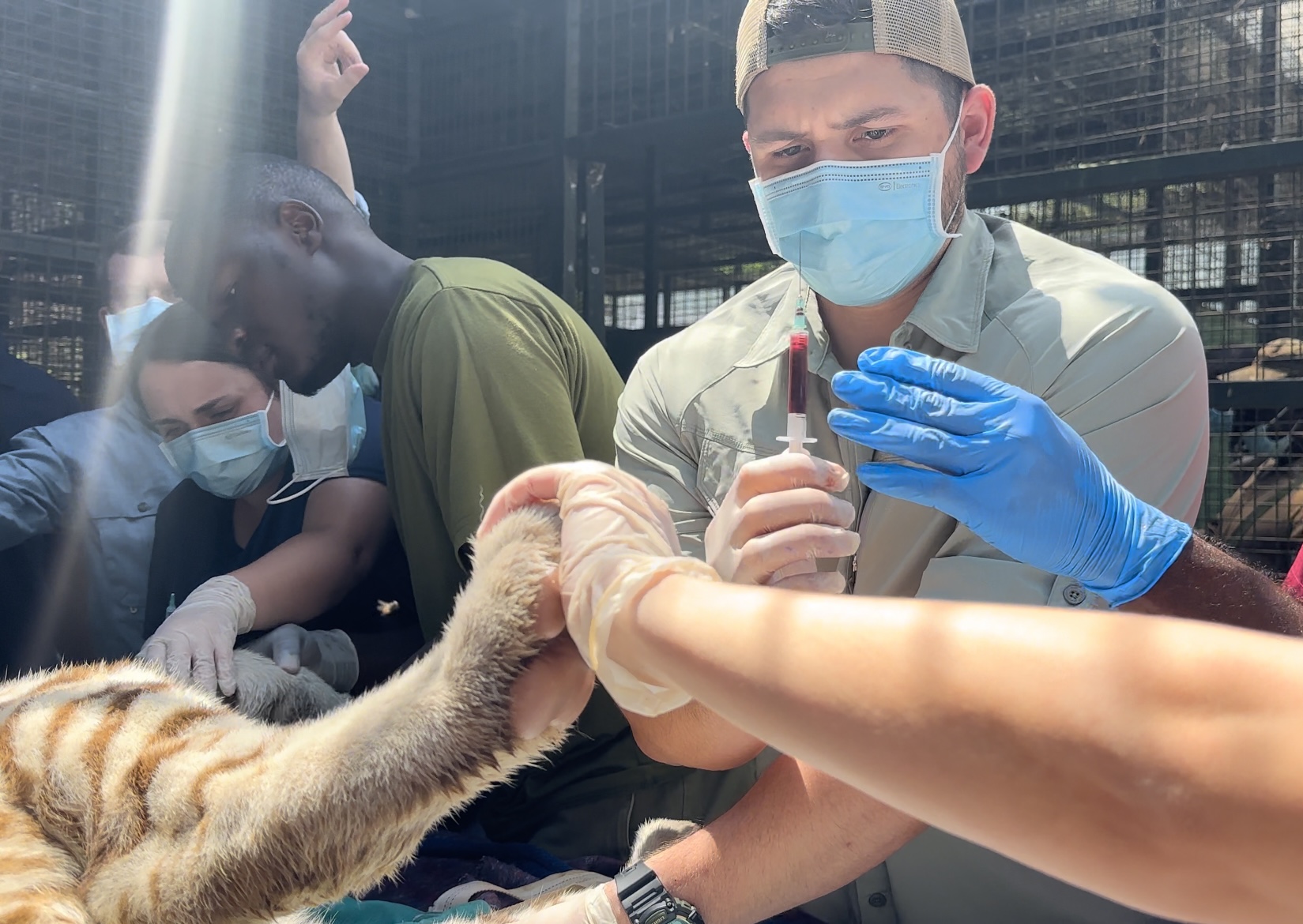 A student treats a lion