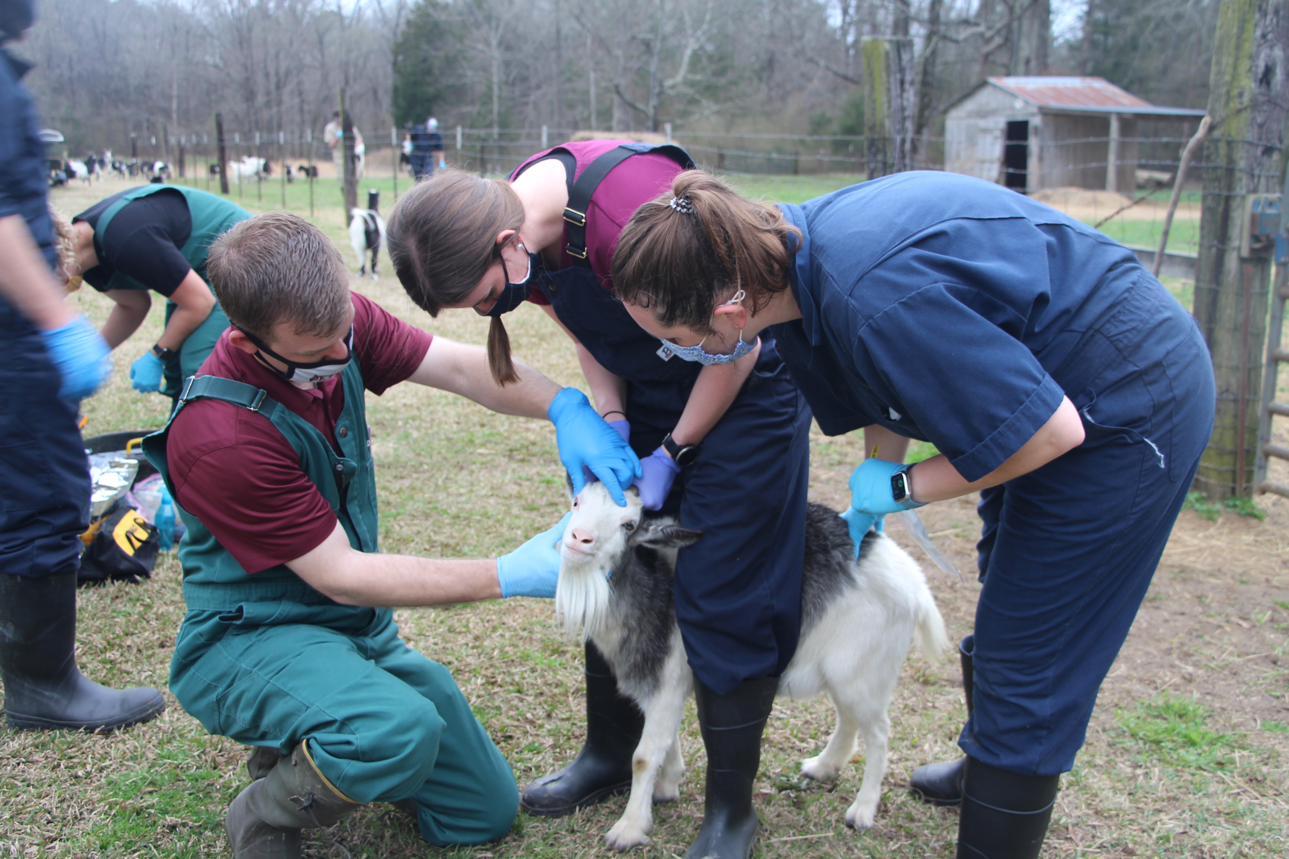 Veterinarians examine a goat