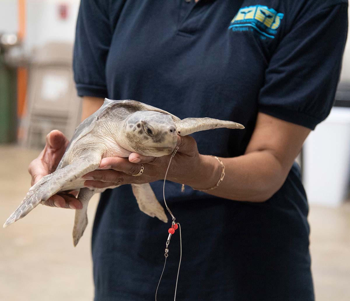 Someone holds an injured Kemp's Ridley seat turtle