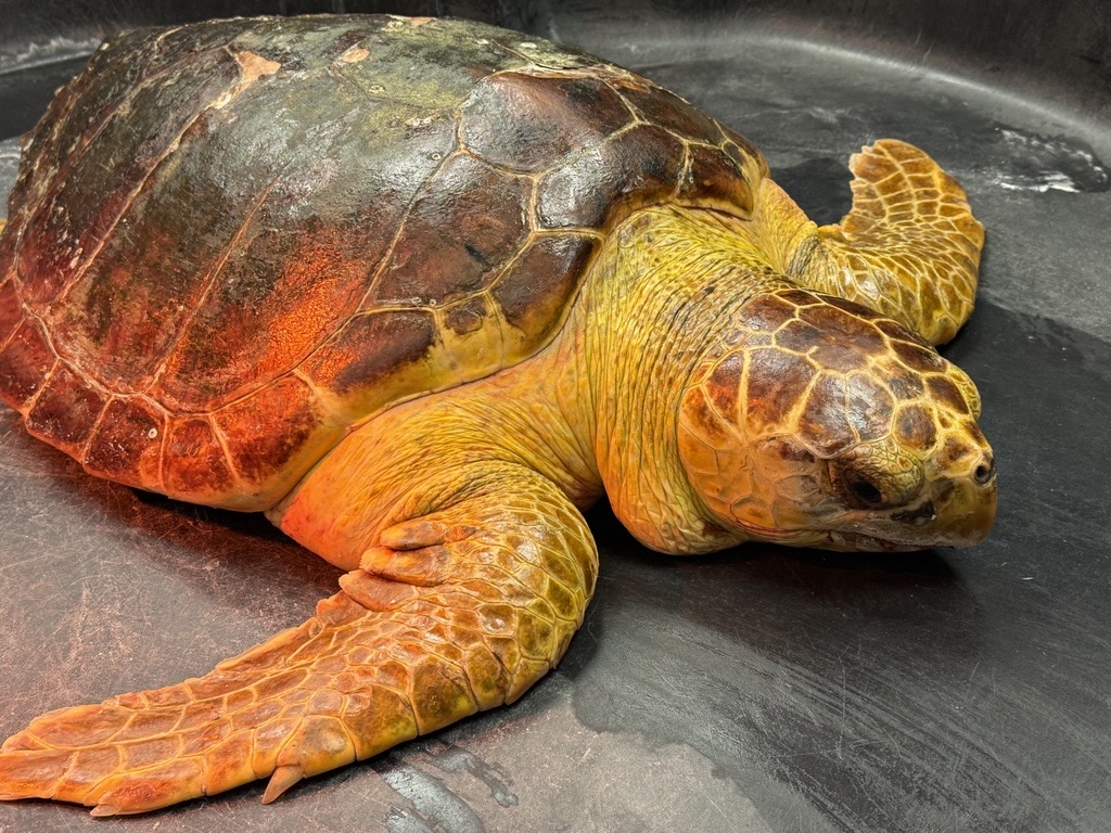 Nalu, a sub-adult Loggerhead sea turtle, sits in a recovery tub after undergoing surgery at the MSU CVM.
