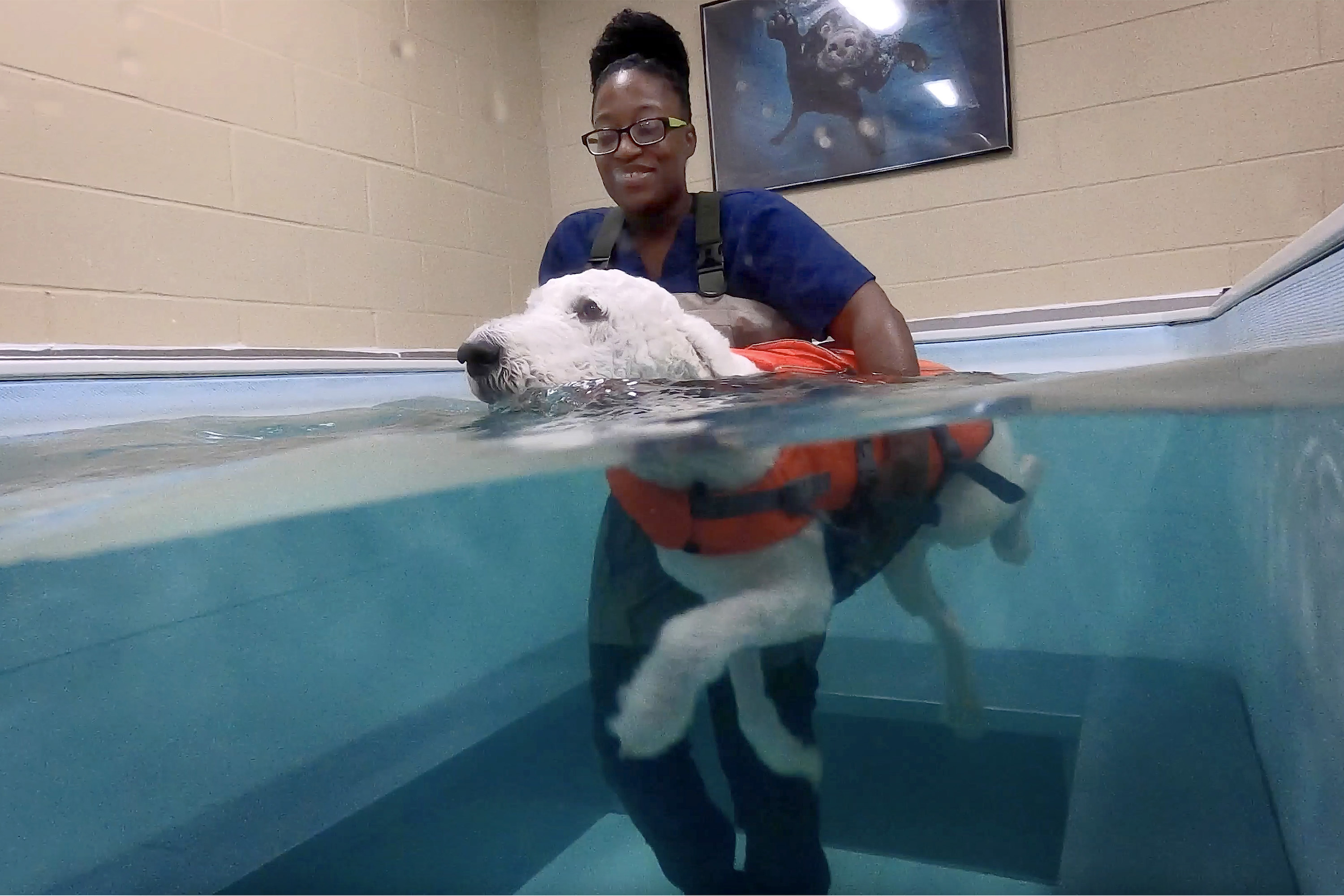 Louis P., the dog, and a handler in a pool